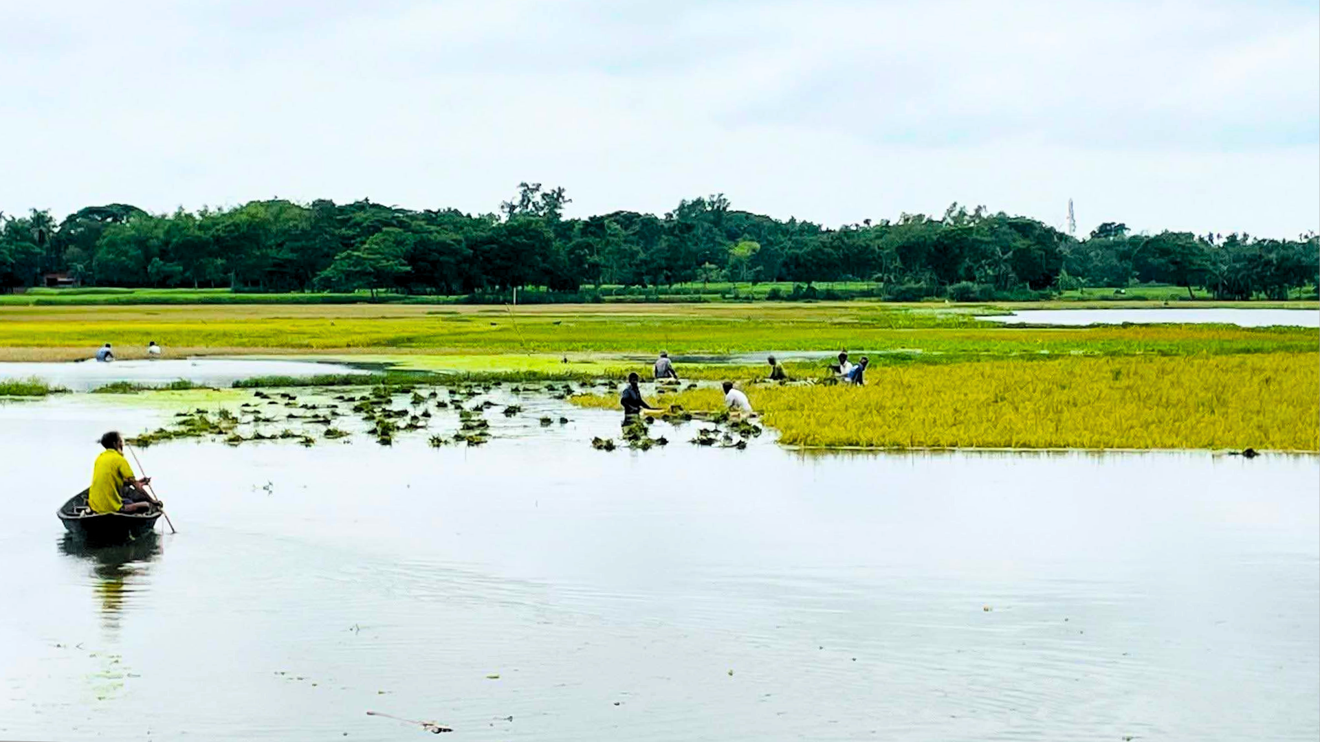 অতিবৃষ্টিতে তলিয়ে যাচ্ছে বোরো ধান