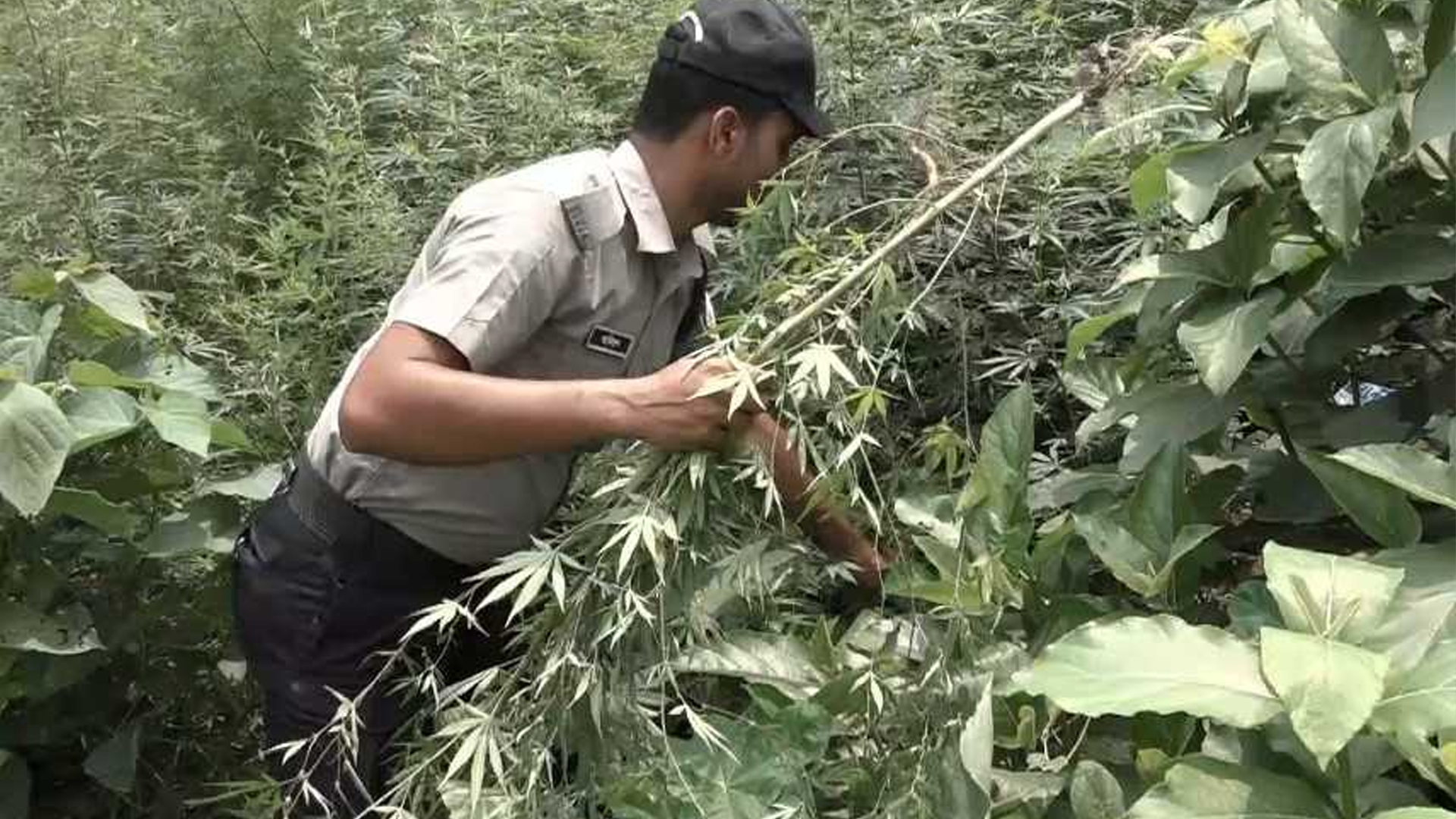 নেশাজাতীয় পানীয় তৈরির ৫ হাজার ভাং গাছ উদ্ধার
