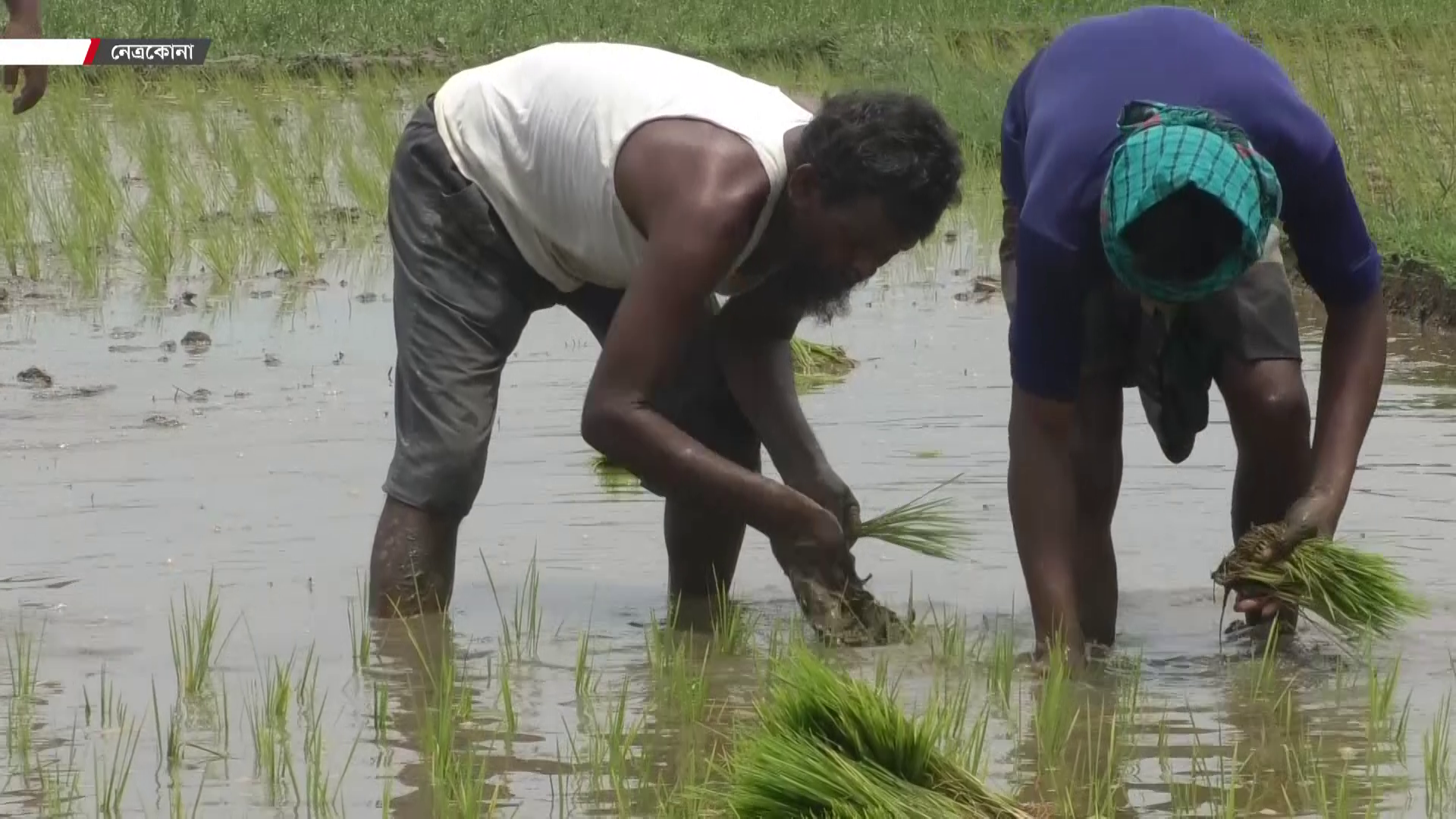 পাহাড়ি ঢল ঠেকাতে আগাম আমন চাষে ব্যস্ত দুর্গাপুর-কলমাকান্দার চাষিরা