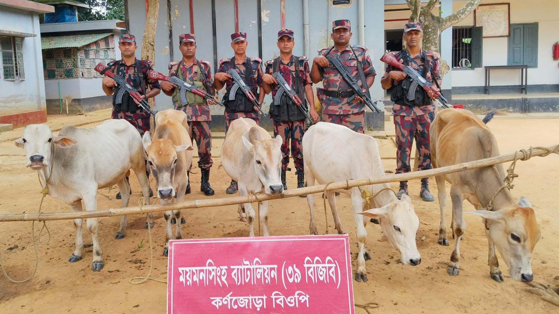 সীমান্তে মালিকবিহীন ৫ গরু জব্দ