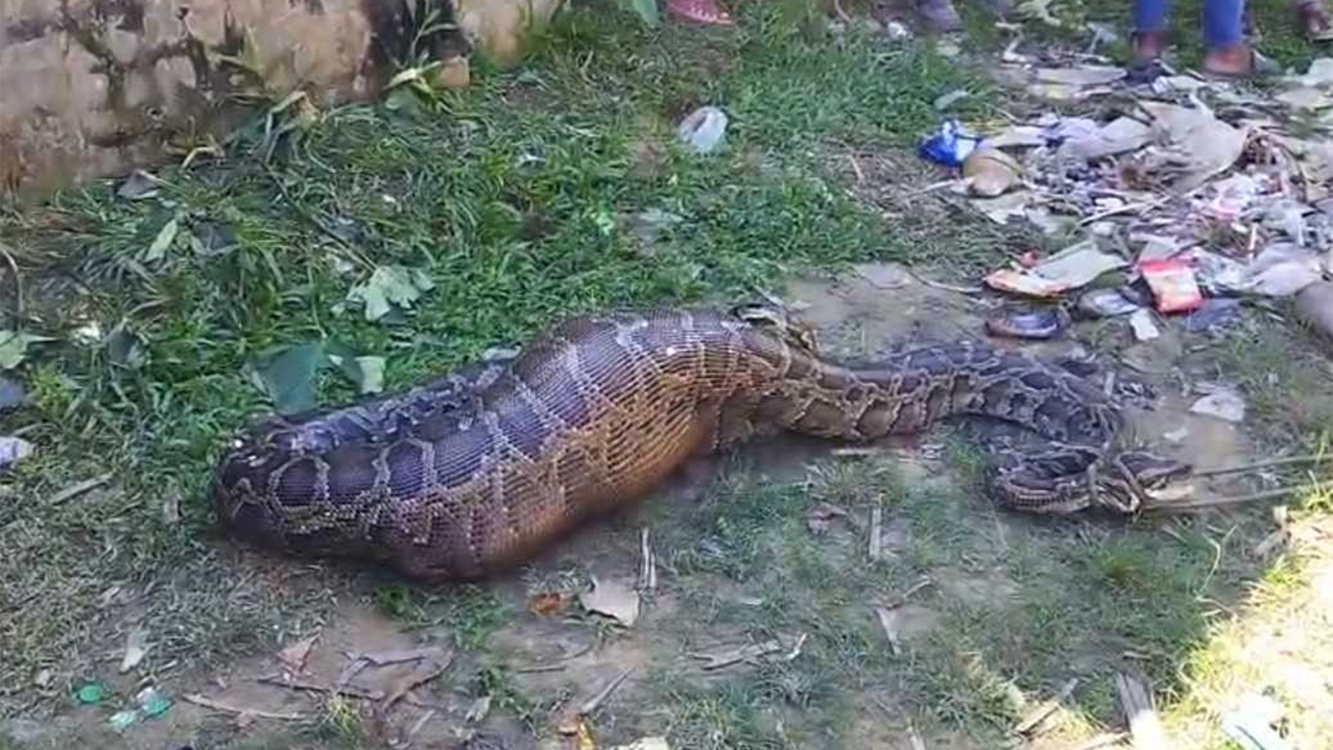 রাঙ্গামাটিতে অজগর গিলে খেলো আস্ত ছাগল