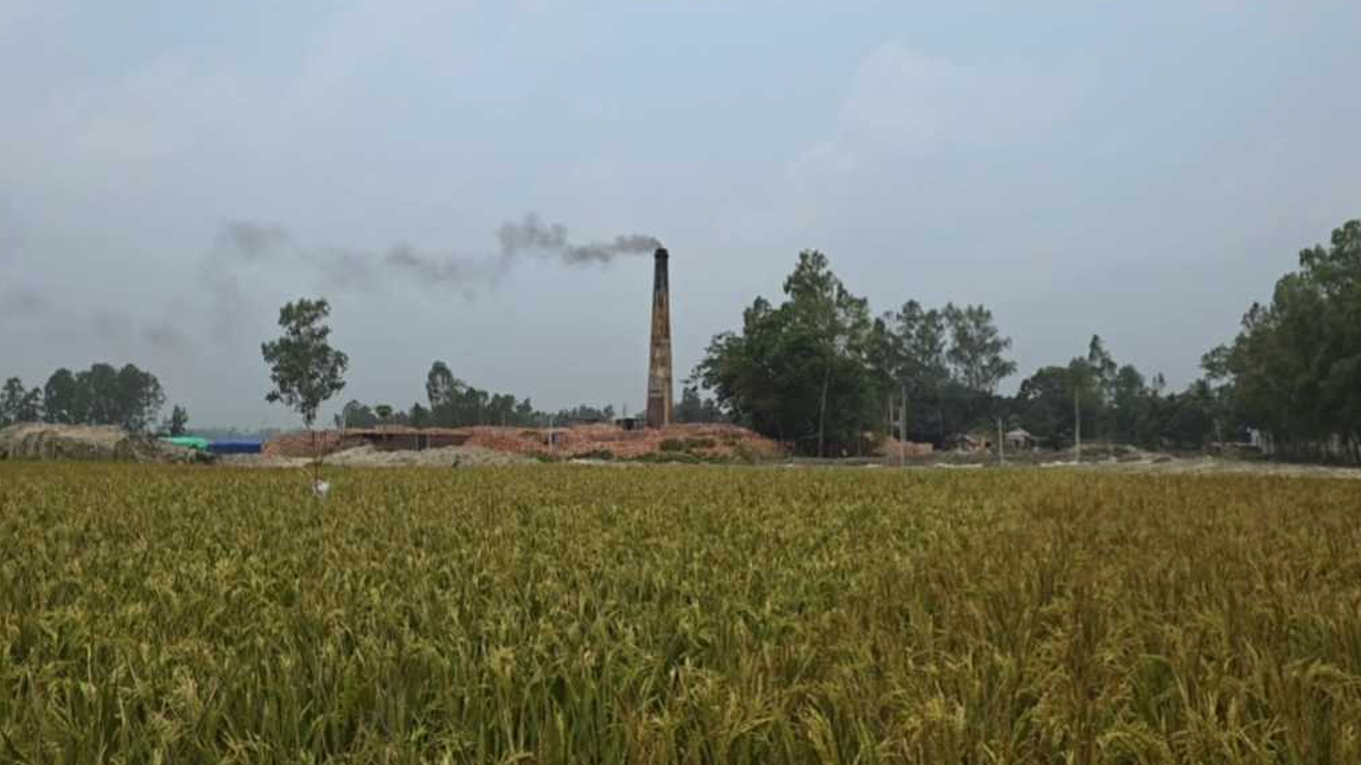 টাঙ্গাইলে ইটভাটার ধোঁয়া-আগুনে নষ্ট জমির ধান, বিপাকে চাষিরা
