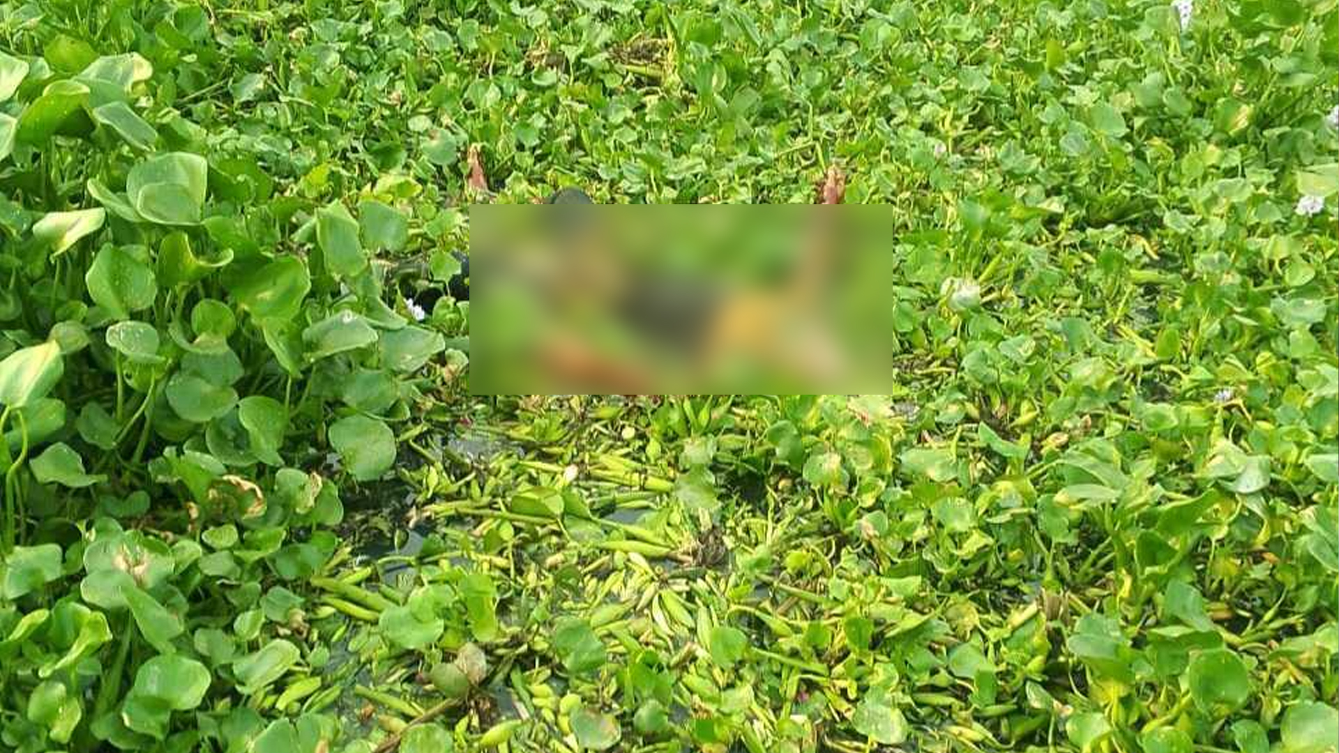 শীতলক্ষ্যায় অর্ধগলিত মরদেহ, পাওয়া যায়নি পরিচয়