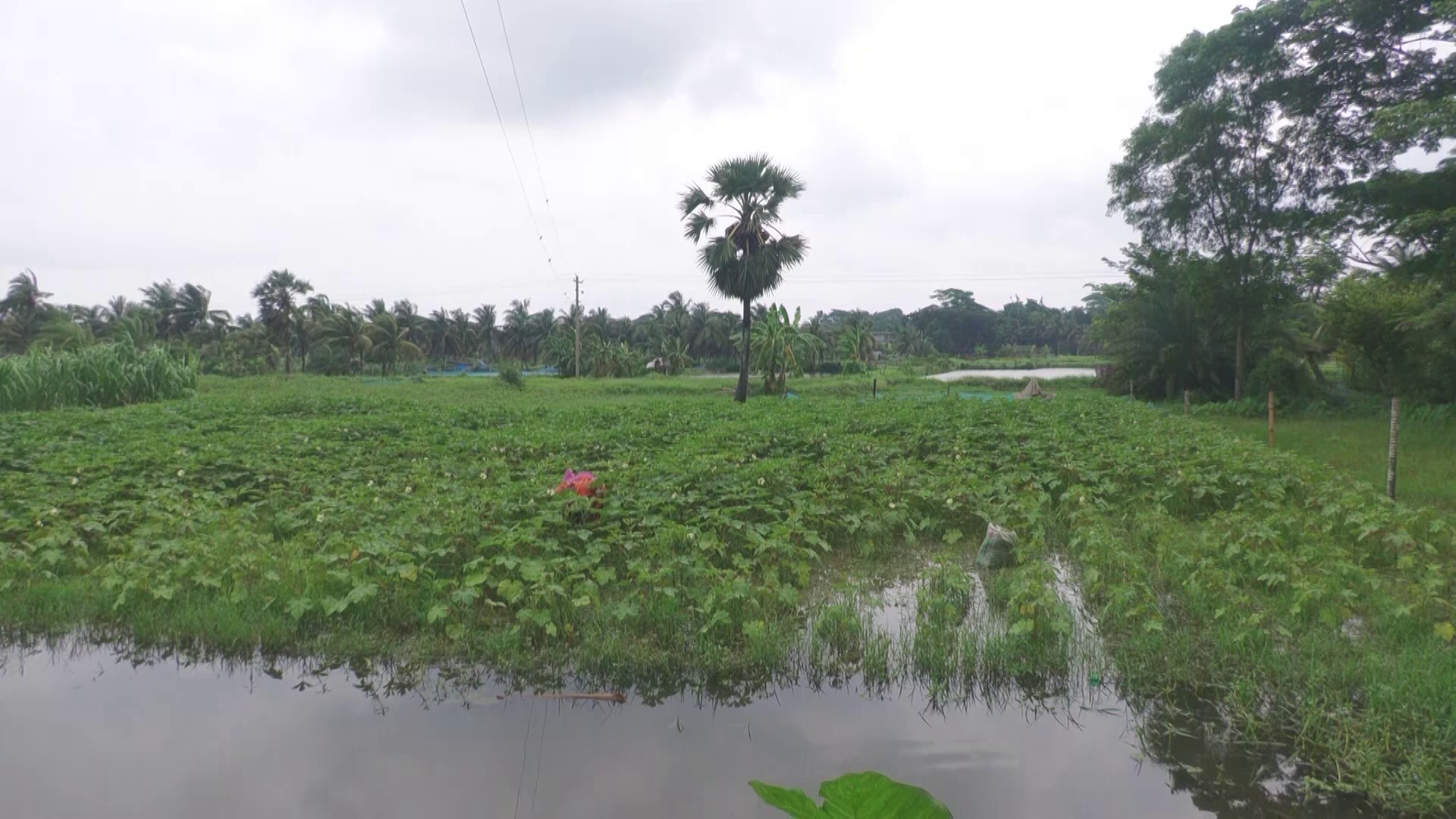 টানা বৃষ্টিতে বাগেরহাটে আমন বীজতলা-সবজির ক্ষতি, দিশেহারা কৃষক