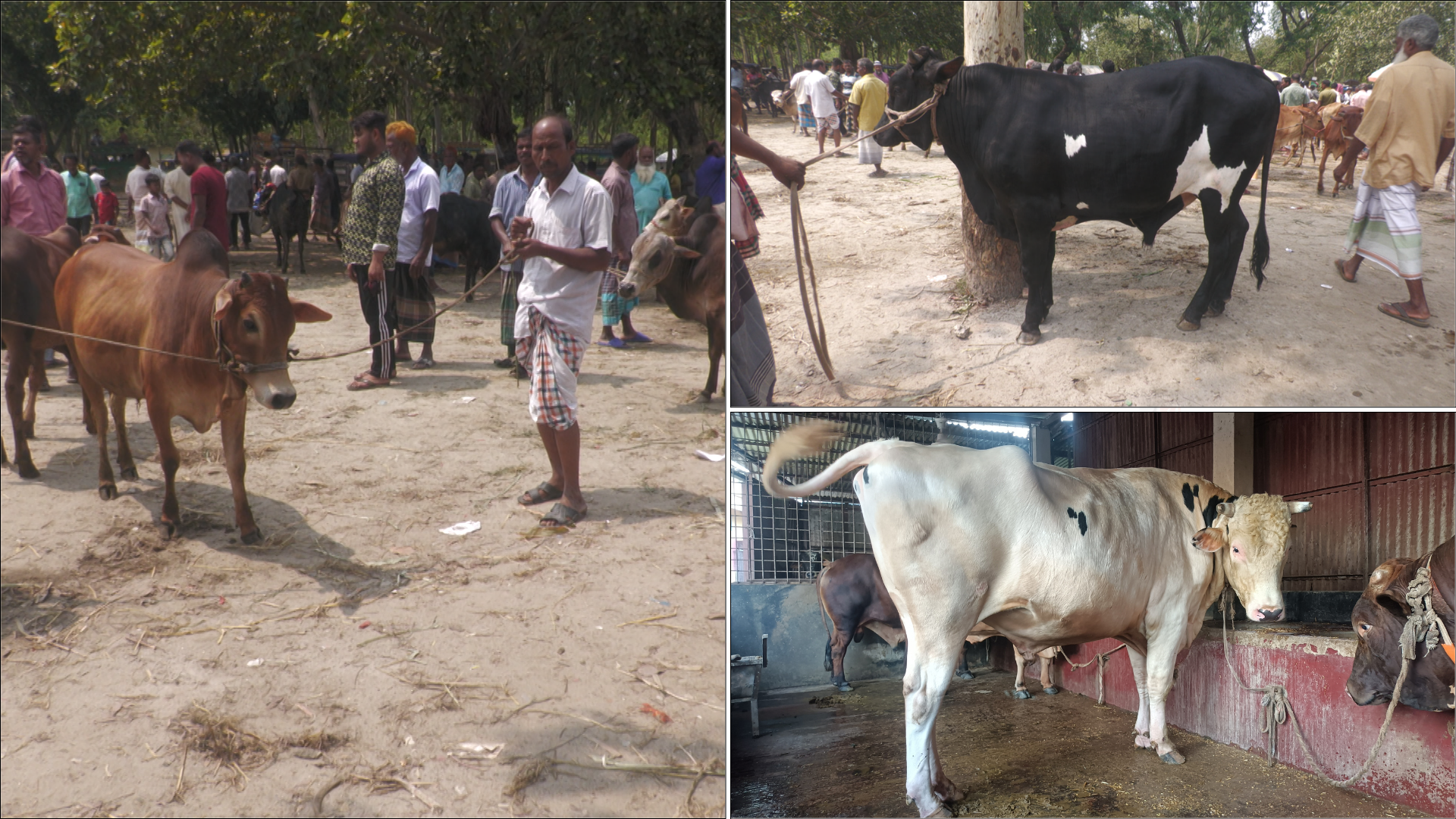 ২৮ মণের ‘সাদা মানিক’র দাম কত?