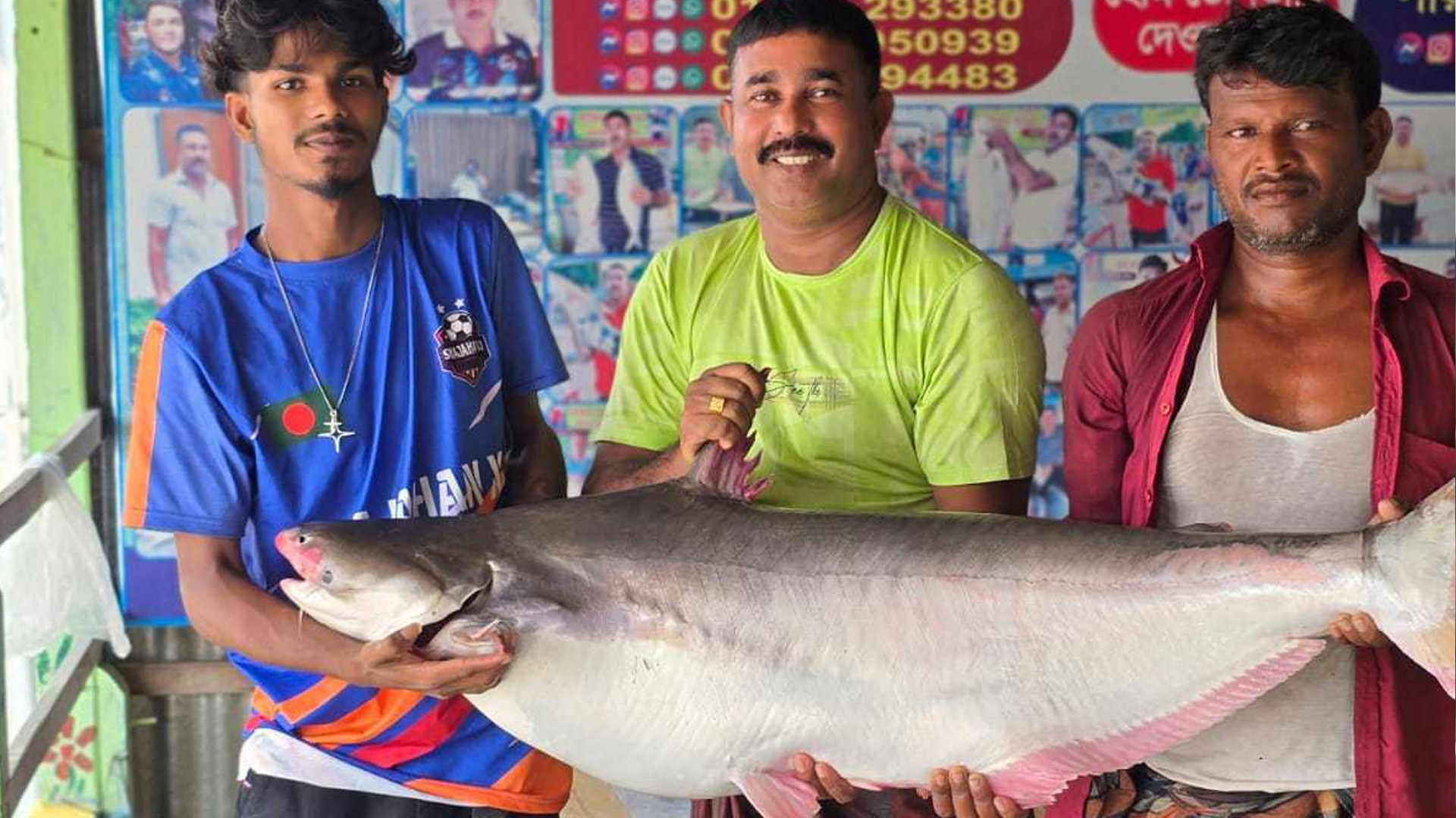 জাল ফেলতেই পাঙাশটির জোরালো ধাক্কা, বিক্রি হলো ৫৭ হাজারেরও বেশি টাকায়