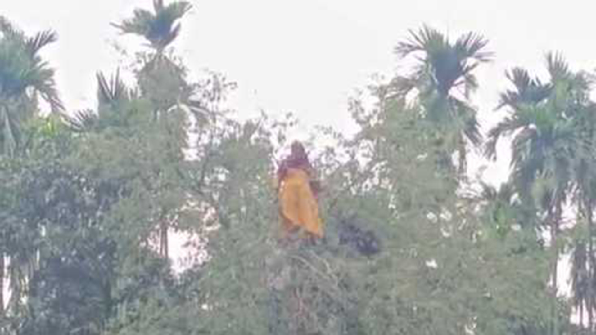 ‘নিখোঁজ’ নারী তেঁতুল গাছের মগডালে, ফায়ার সার্ভিসকে দেখে পুকুরে লাফ