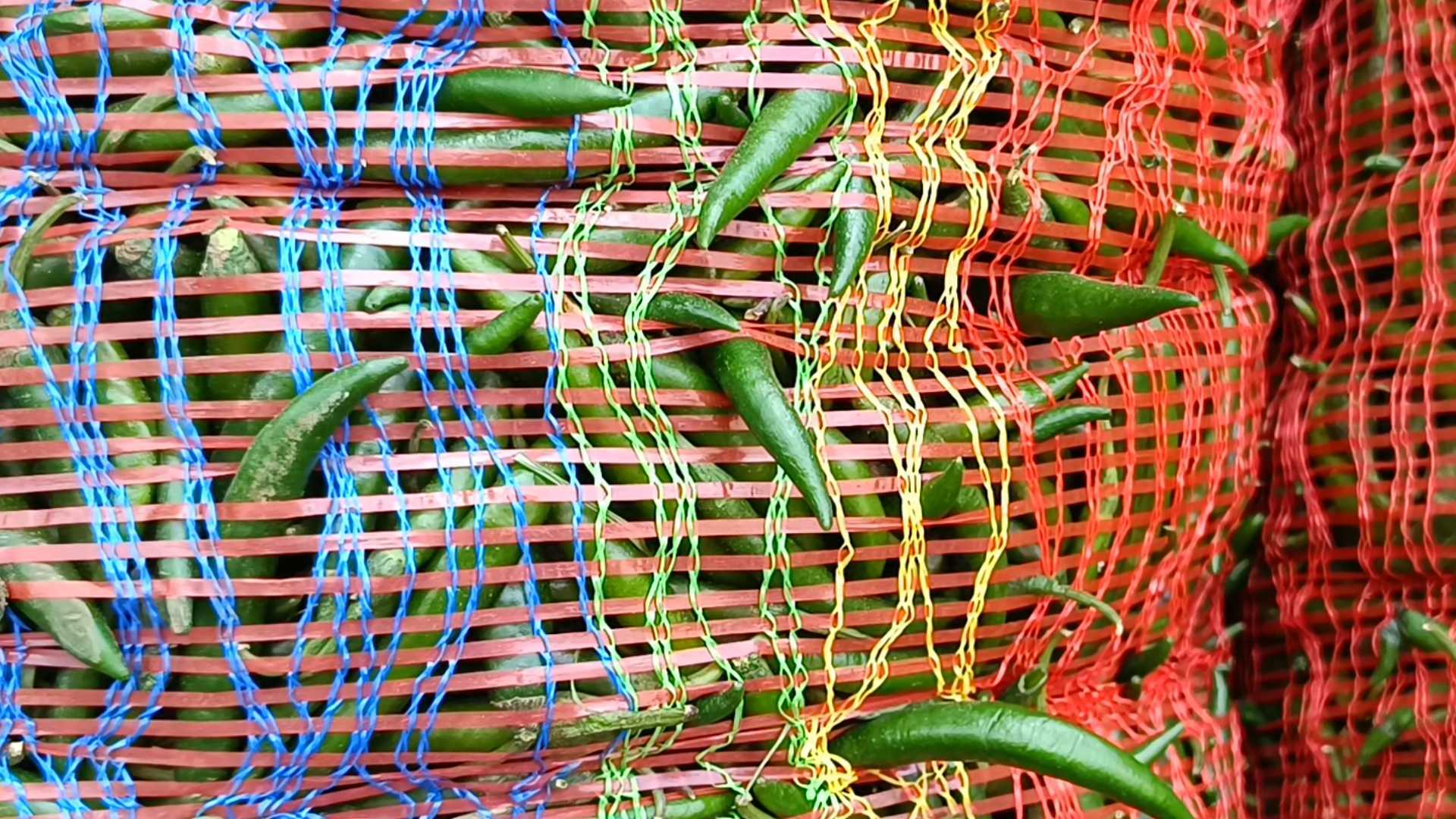 আমদানি শুরু হওয়ায় কমেছে কাঁচামরিচের দাম