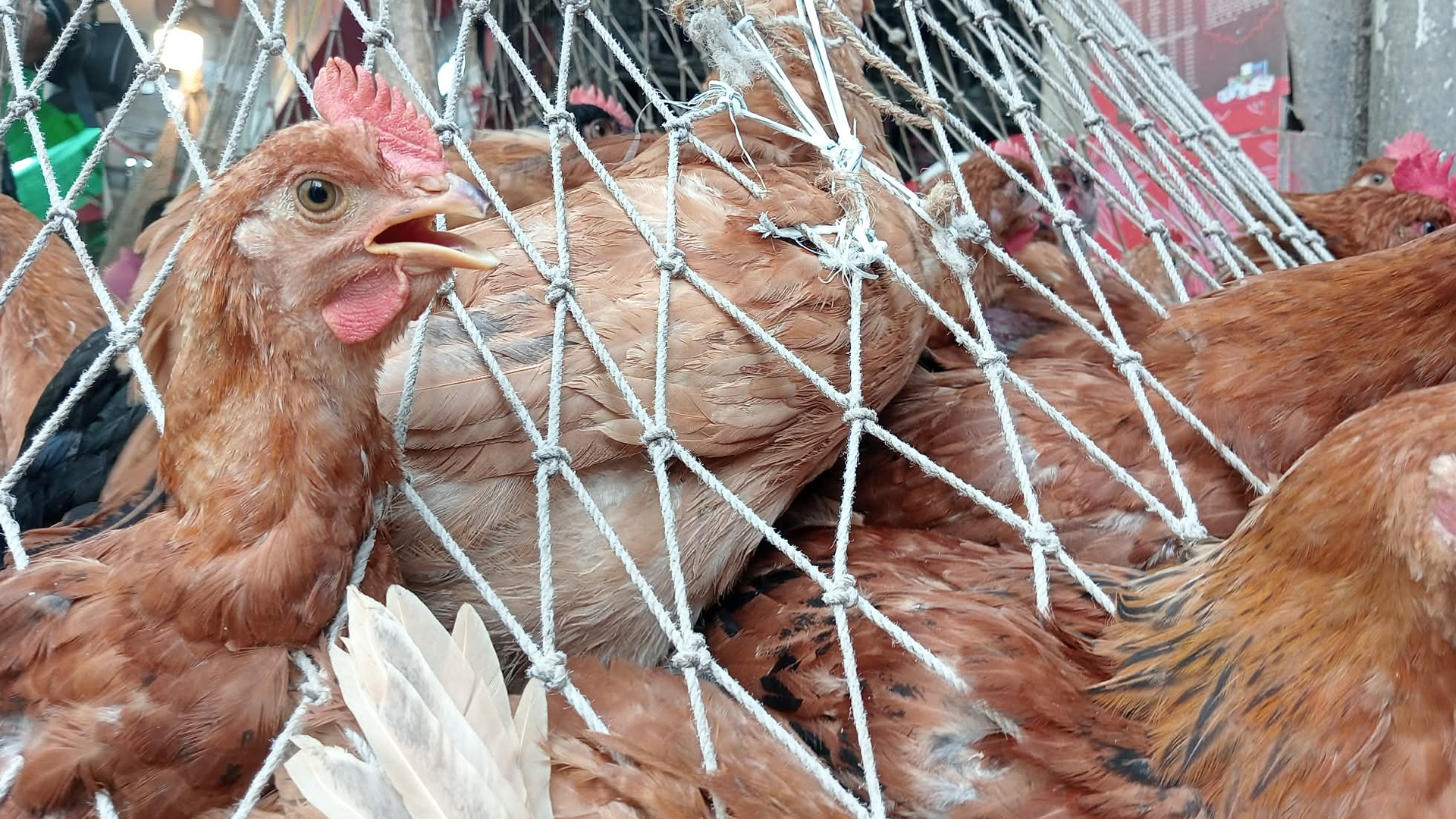 মুরগির বাজারে স্বস্তি, ভোজ্যতেল-সবজির খবর কী?