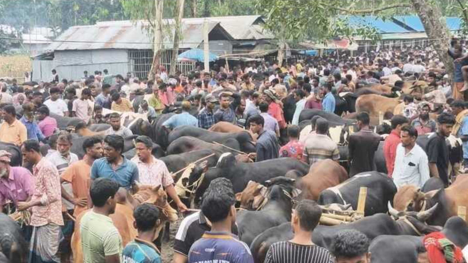 পাইকার-ক্রেতাদের হাঁকডাকে মুখরিত উত্তরবঙ্গের ঐতিহ্যবাহী বড়বাড়ি গরুর হাট