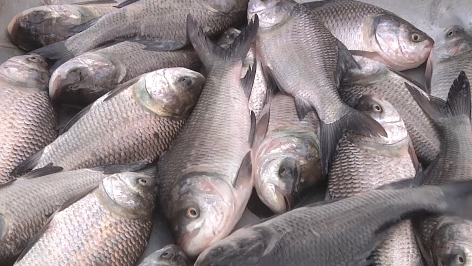 খুলনায় ঊর্ধ্বমুখী মাছ-মুরগির বাজার, সবজির দাম কেমন?