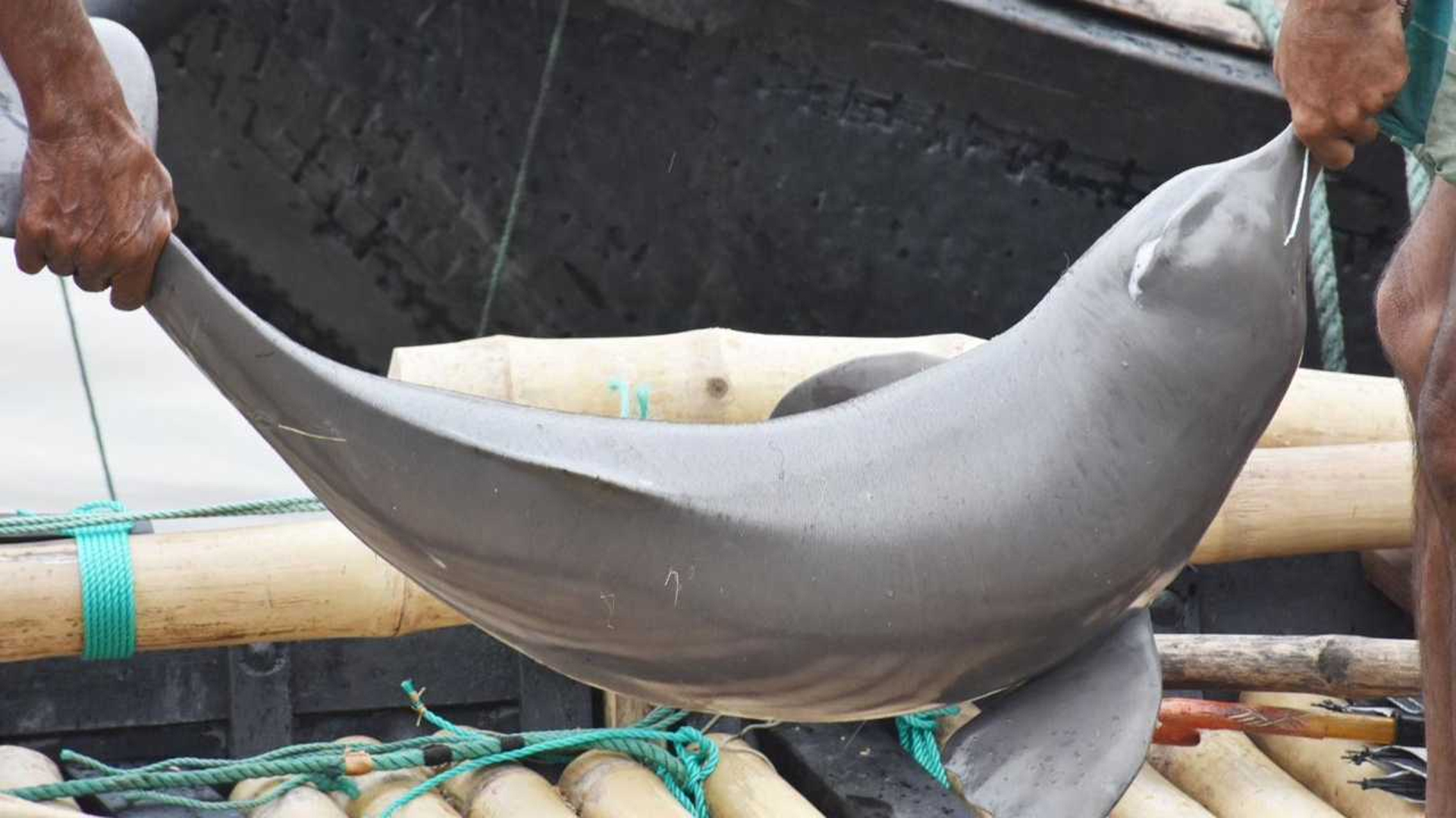 পদ্মায় জেলের জালে ধরা পড়ল এক মণের শুশুক