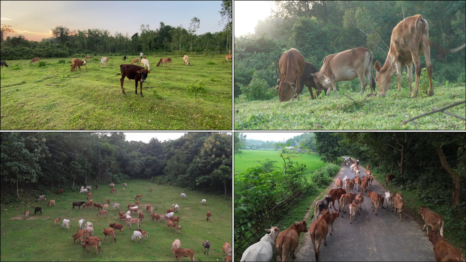 গারো পাহাড়ের কচি ঘাস-লতাপাতায় বেড়ে উঠছে কোরবানির পশু