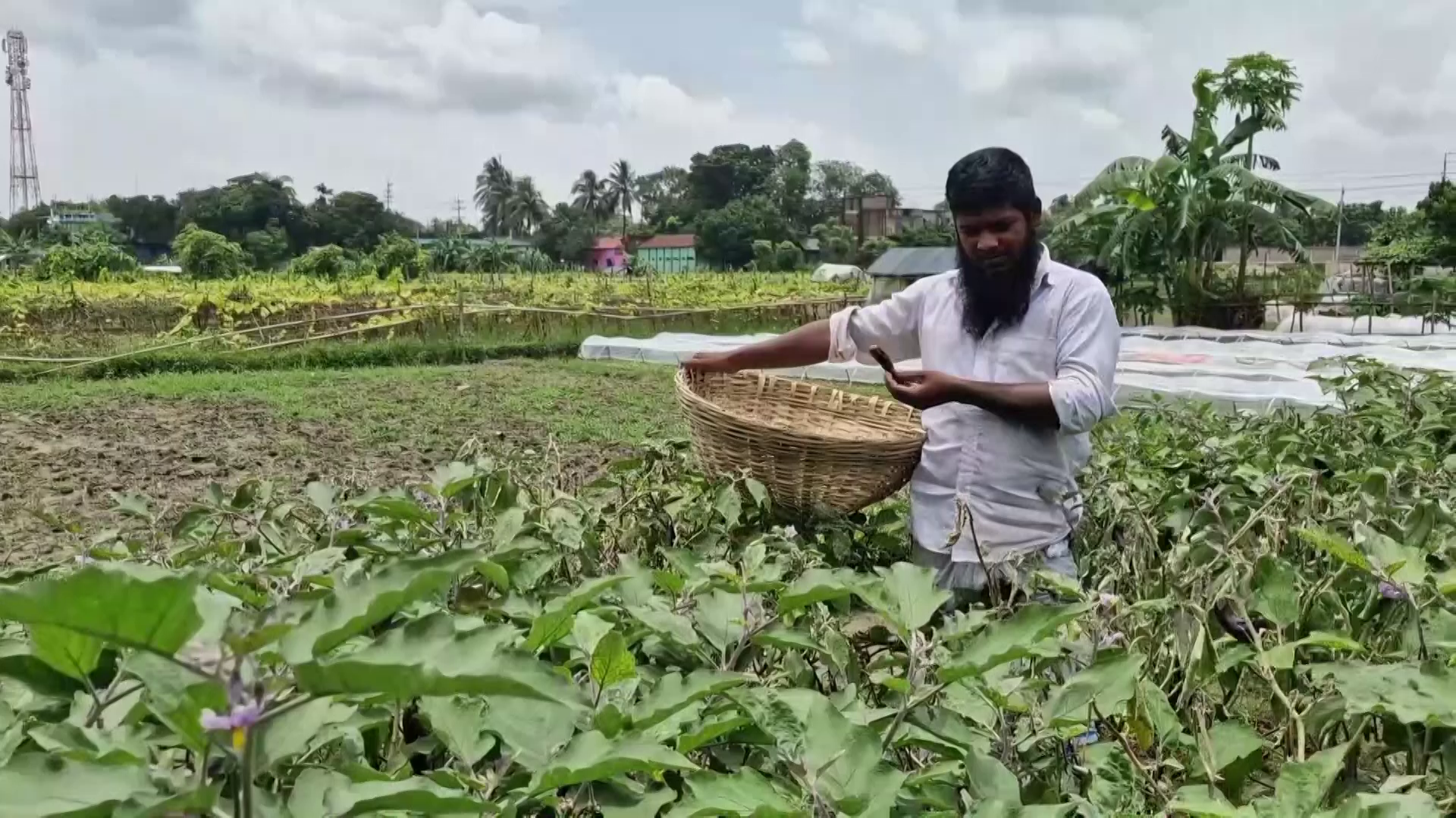 মিলছে না ন্যায্য দাম, সিন্ডিকেটের ফাঁদে নরসিংদীর সবজি চাষিরা