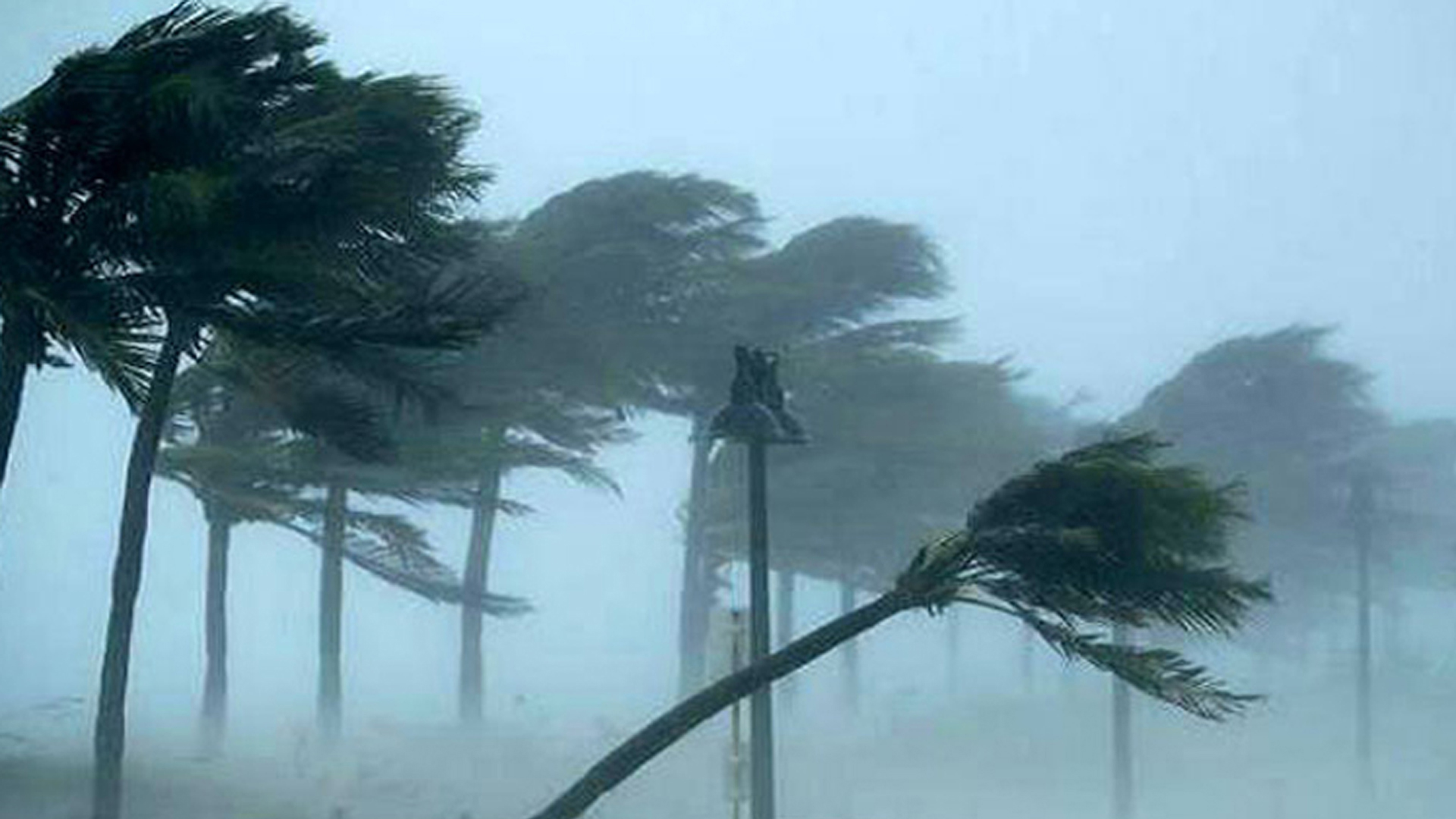 জামালপুরে ঝড়ে গাছের নিচে চাপা পড়ে মা ও ২ মেয়ে নিহত