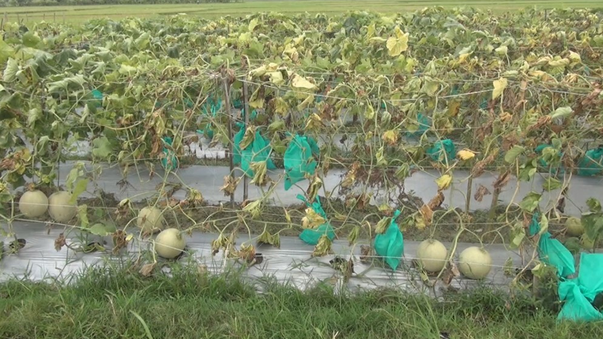 মরুভূমির সাম্মাম চাষে বাজিমাত বরেন্দ্র অঞ্চলের কৃষকদের