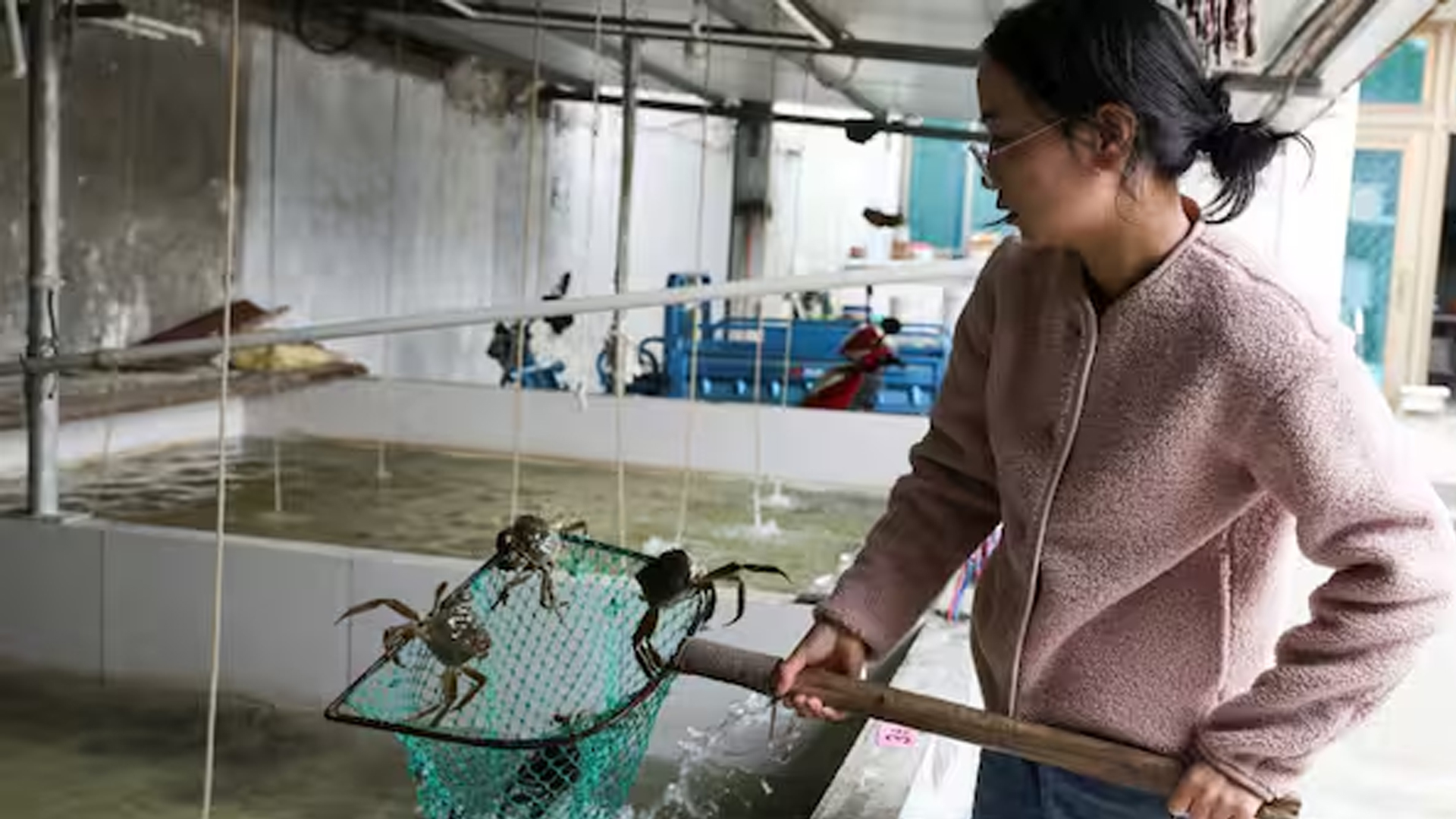 জলবায়ু পরিবর্তনে বিলুপ্তির পথে চীনের লোমশ কাঁকড়া