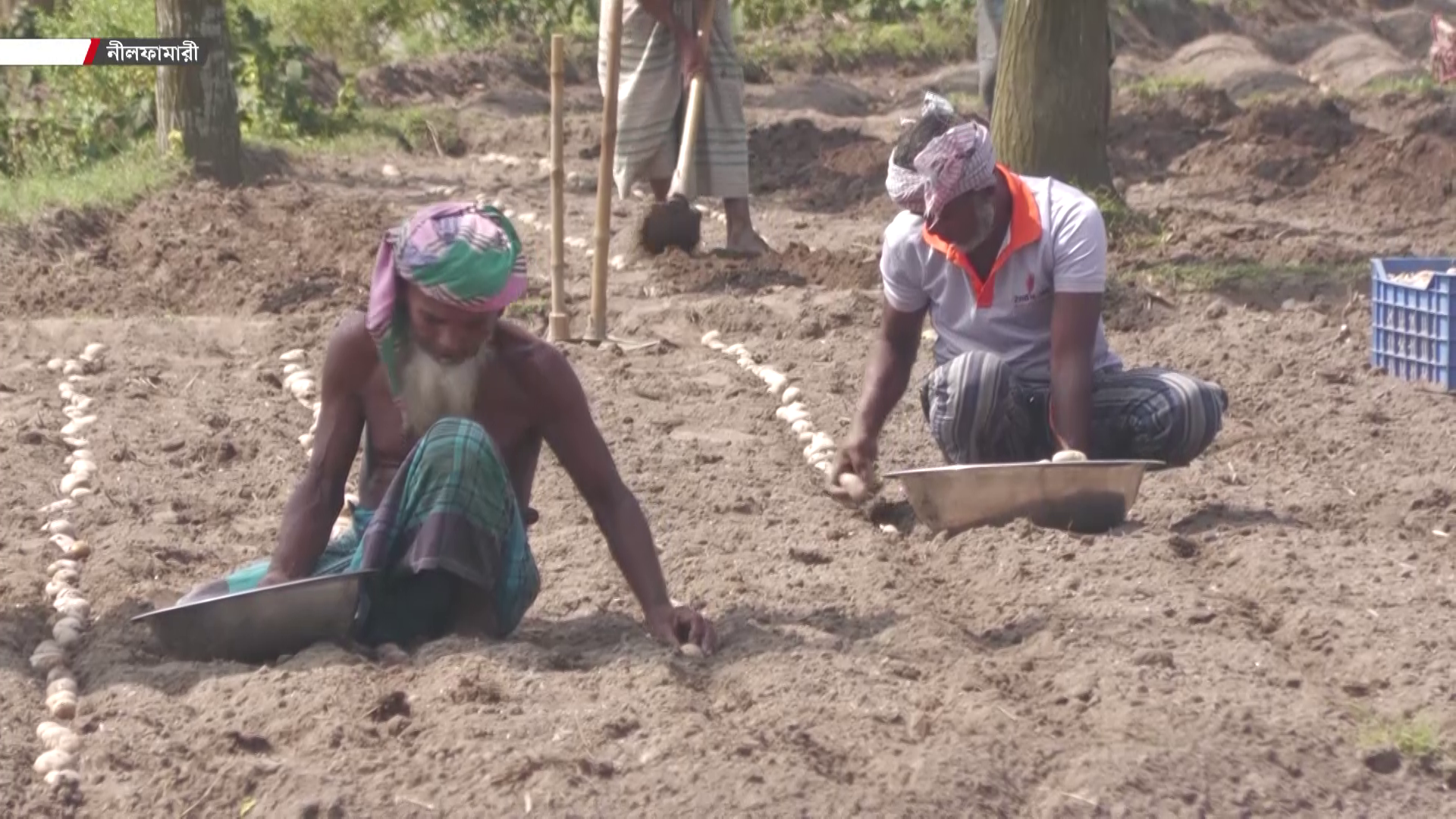 কম দামের বাজারেও আগাম আলু চাষে ব্যস্ত নীলফামারীর চাষিরা