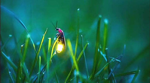 Eng gozal lezbiyen seks porno