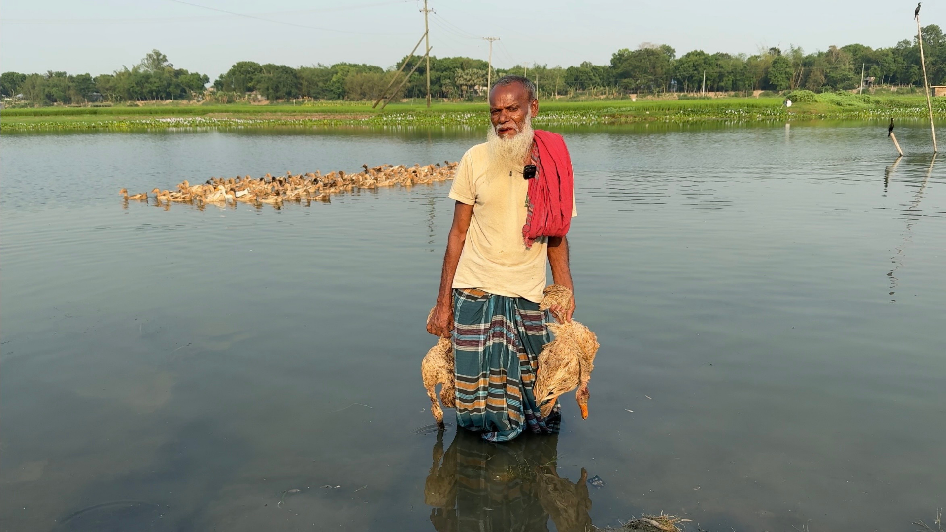 পুকুরে বিষ দিয়ে মাছ শিকার, চোখের সামনেই মরল ৩০০ হাঁস