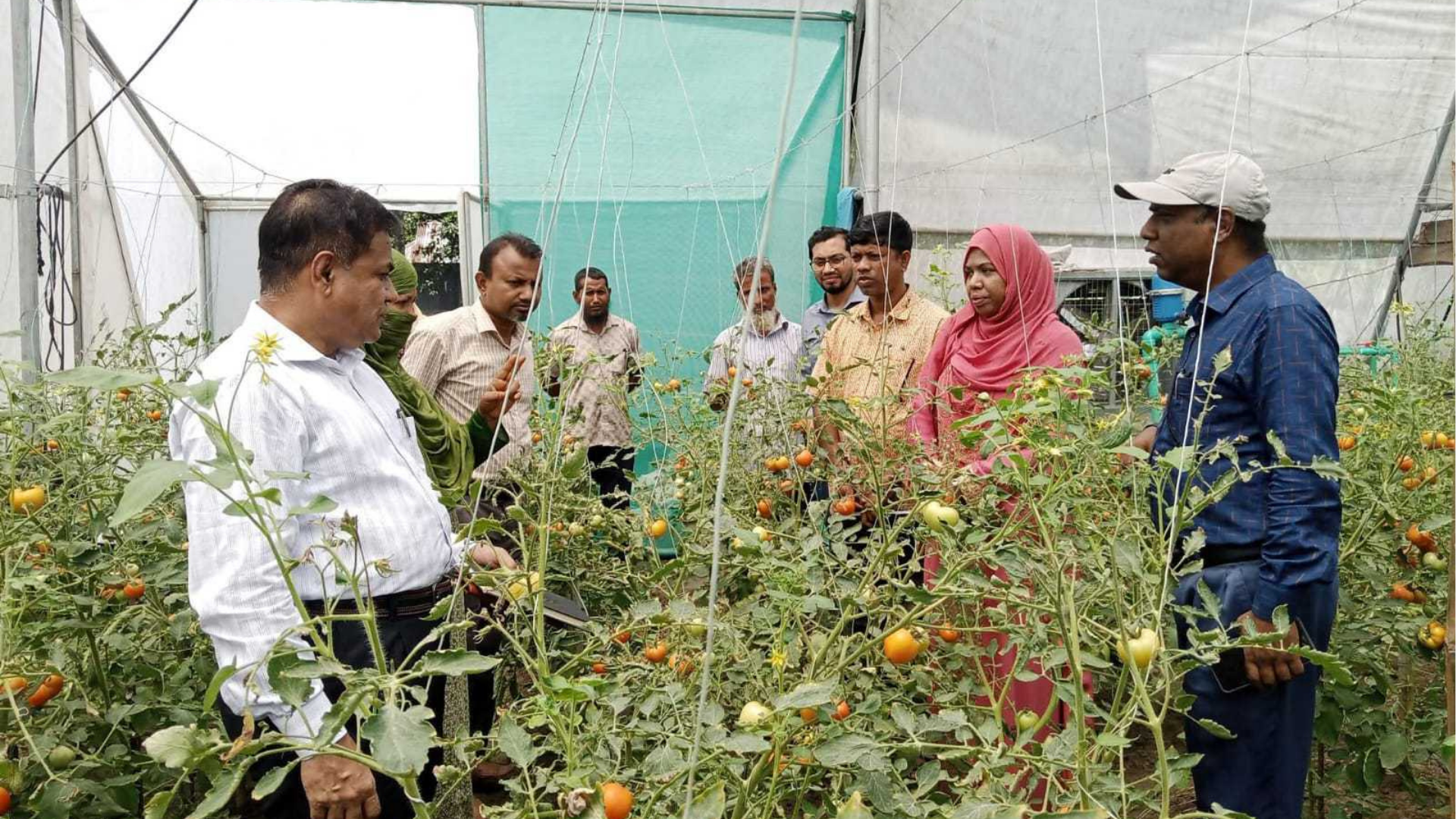 বেগুন গাছে টমেটো চাষে বাজিমাত শহীদুল্লাহর