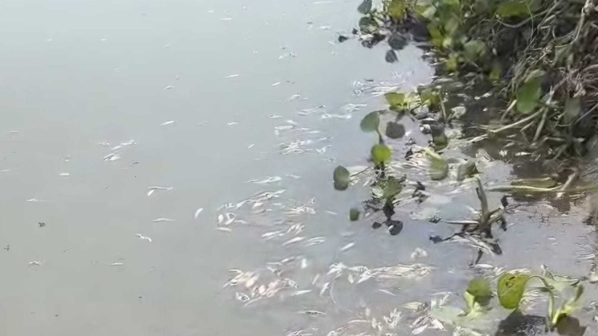 বগুড়ায় বিরোধের জেরে পুকুরে বিষ, মরে ভেসে উঠলো ৫০ মণ মাছ!