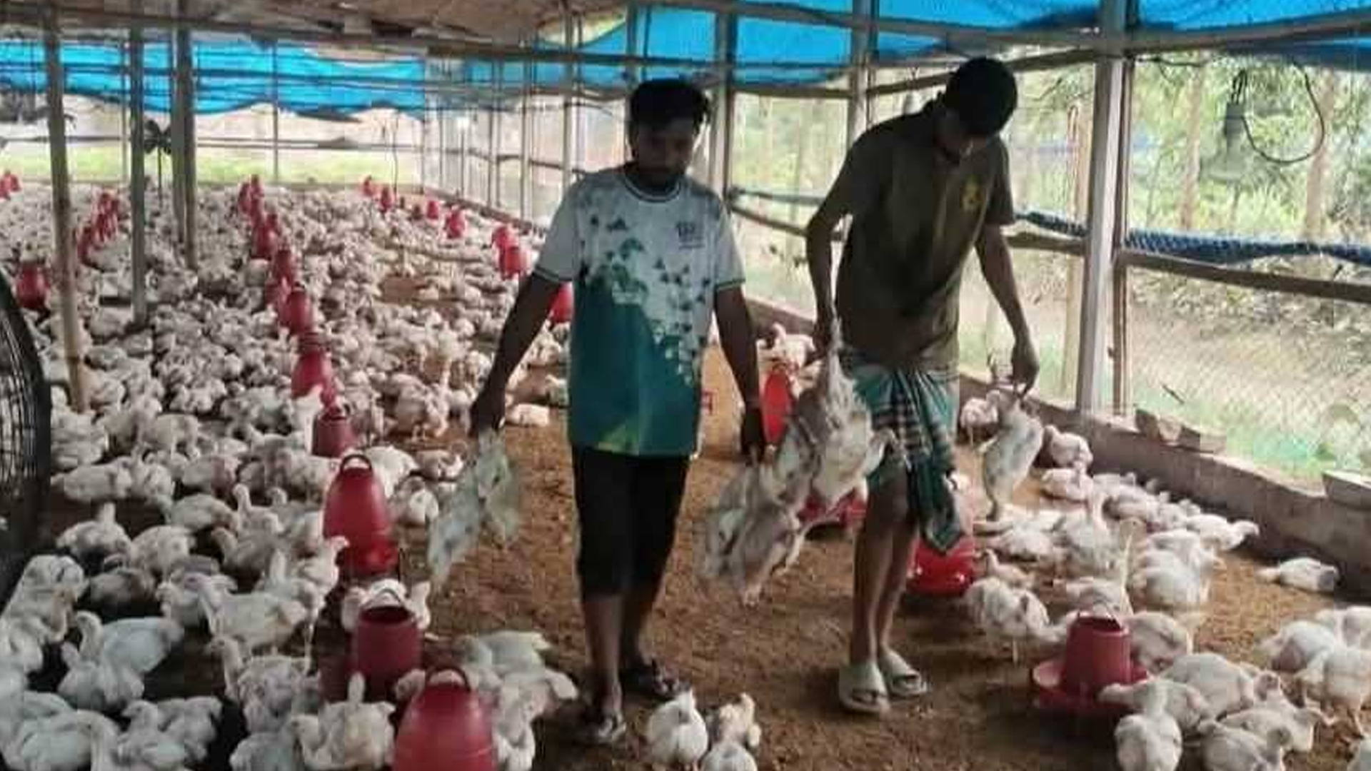 ঠাকুরগাঁওয়ে পোল্ট্রি ফার্মে বিষ প্রয়োগ, তিন হাজার মুরগির মৃত্যুর অভিযোগ