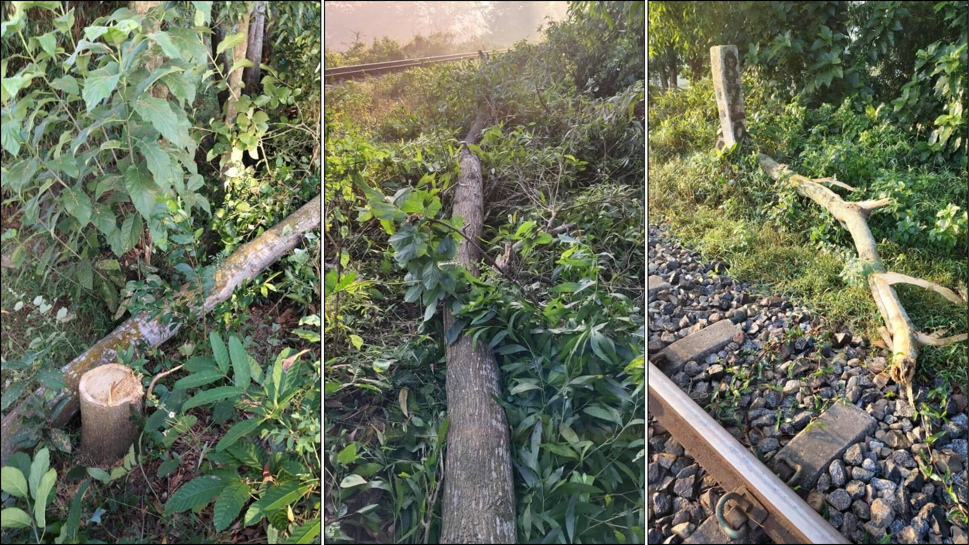 রেললাইনে গাছ ফেলে নাশকতার চেষ্টা, দুর্ঘটনা থেকে রক্ষা