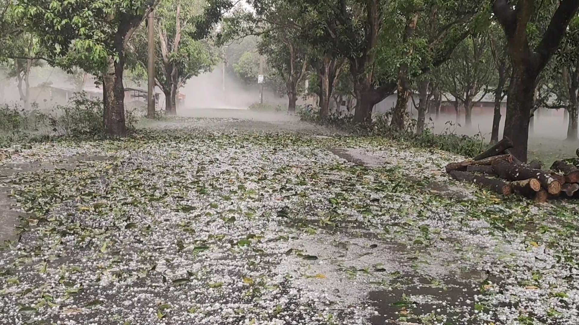 চাঁপাইনবাবগঞ্জে শিলাবৃষ্টিতে আমের ক্ষতি