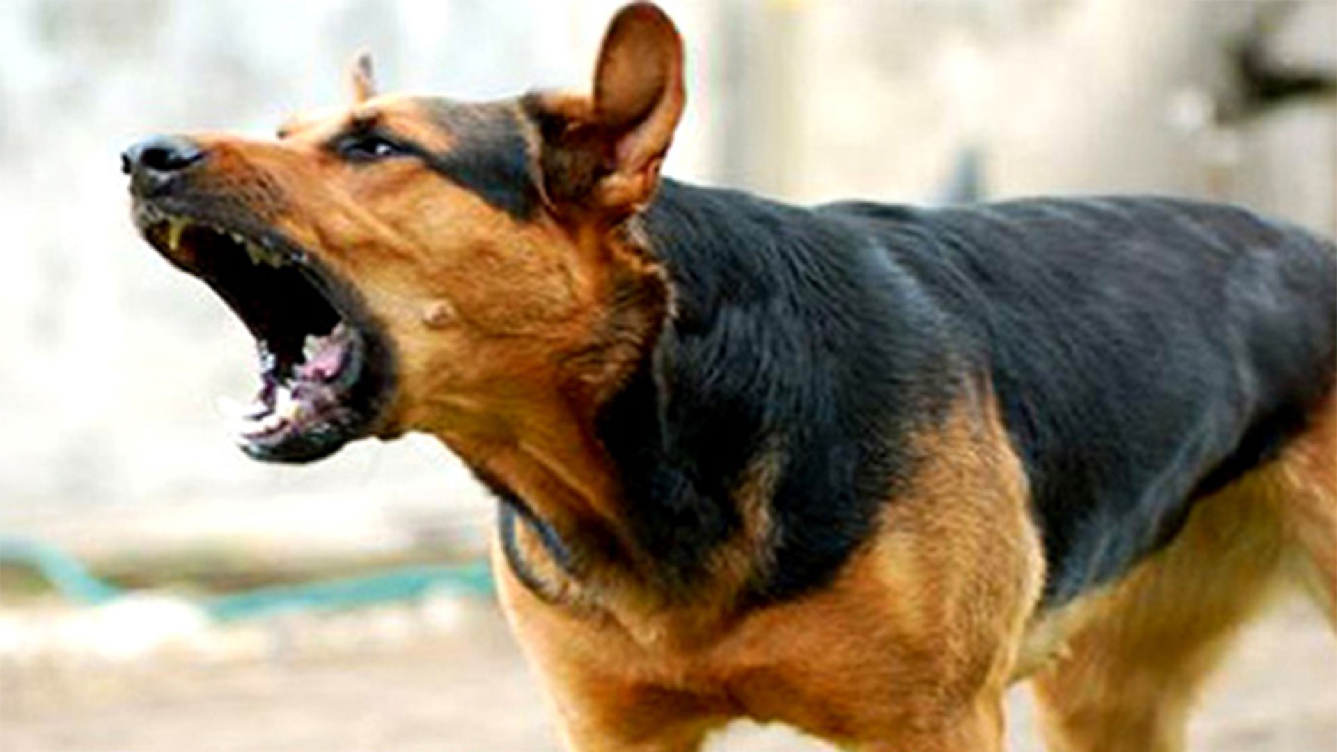 টাঙ্গাইলে পাগলা কুকুরের কামড় নারীসহ আহত ৫৪