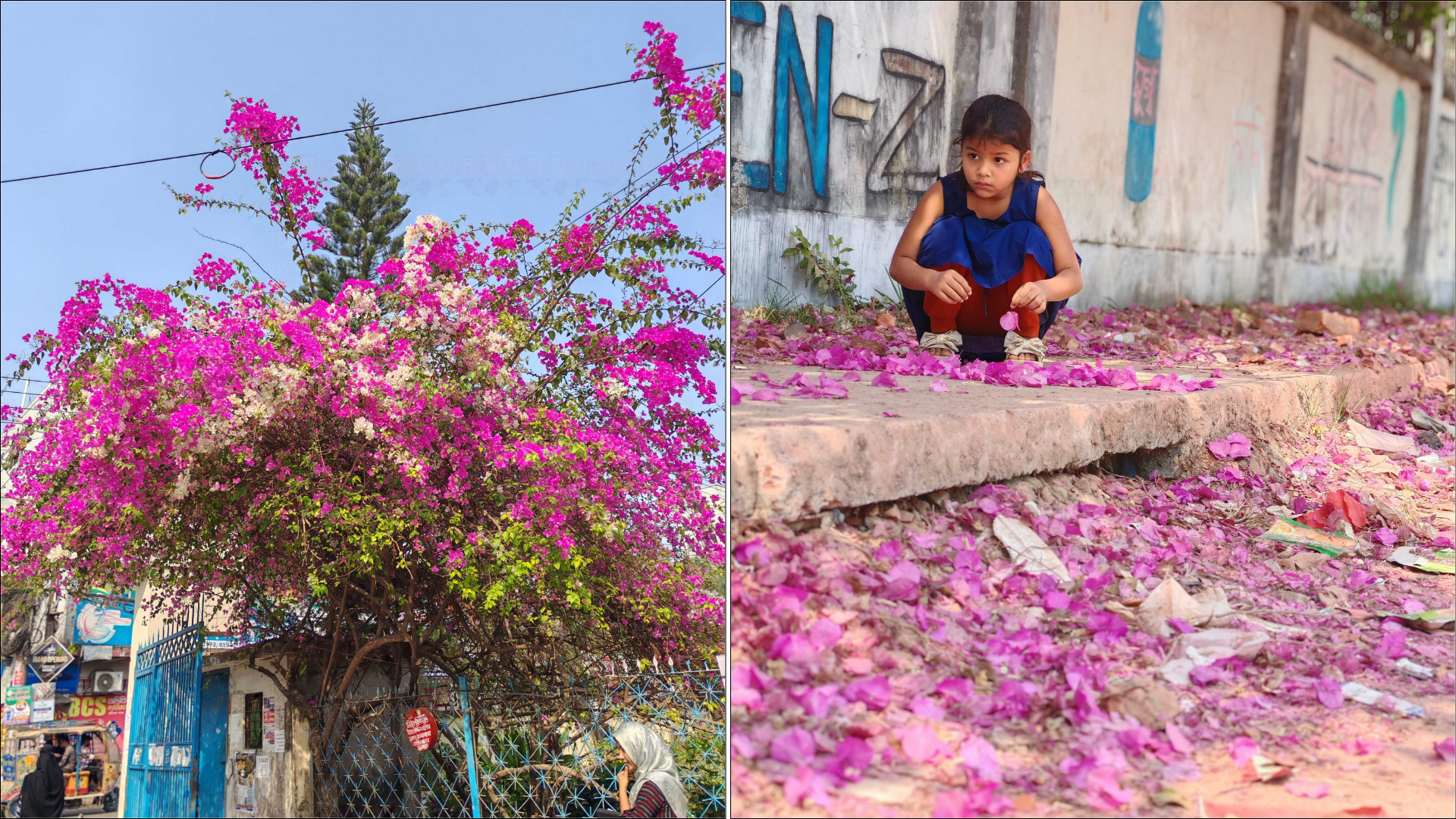 নগরায়ণের ধূসর দেয়ালে এ যেন বাগানবিলাসের রঙিন ক্যানভাস