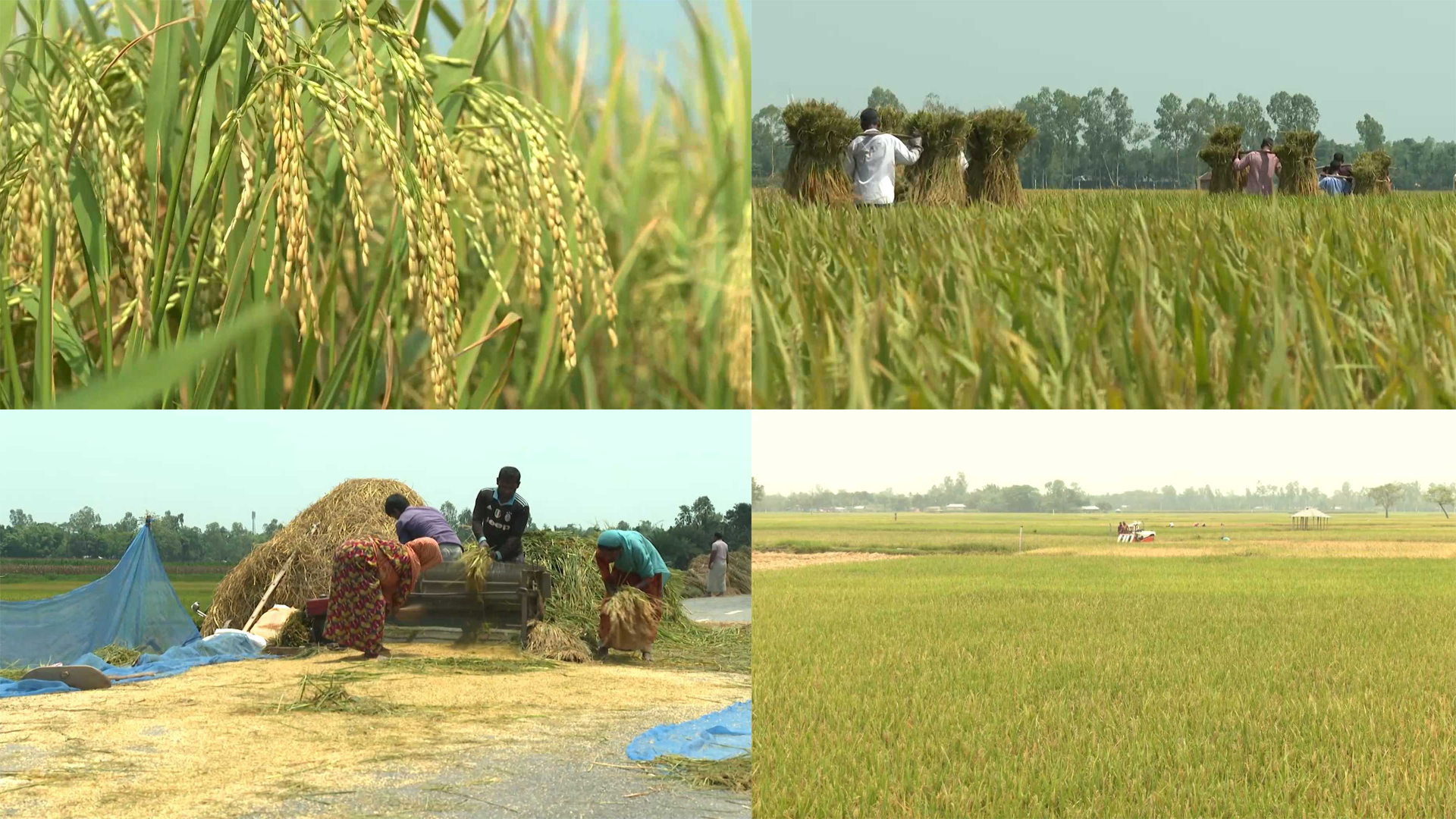 বোরো ধানে লোকসানের খড়্গ কৃষকের ঘাড়ে!