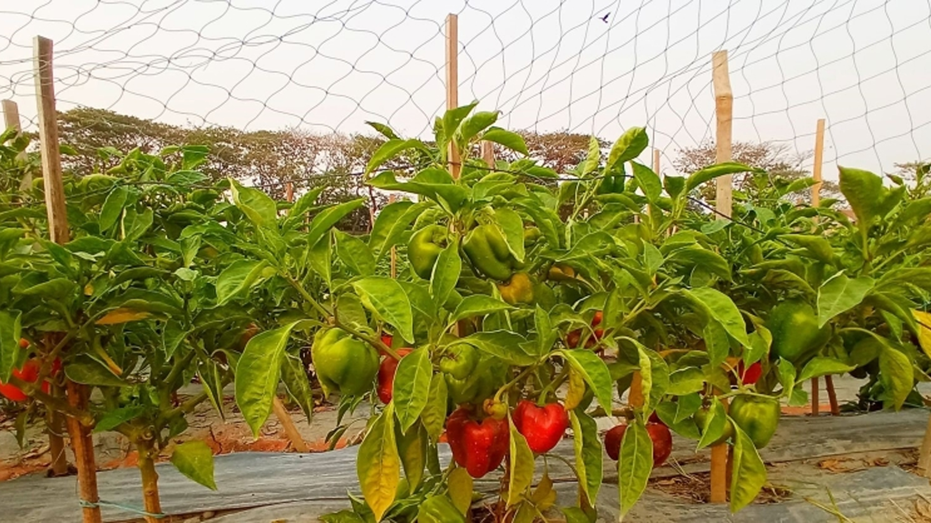 Qaynona jinsiy aloqa zavqi - penguins2000.ru