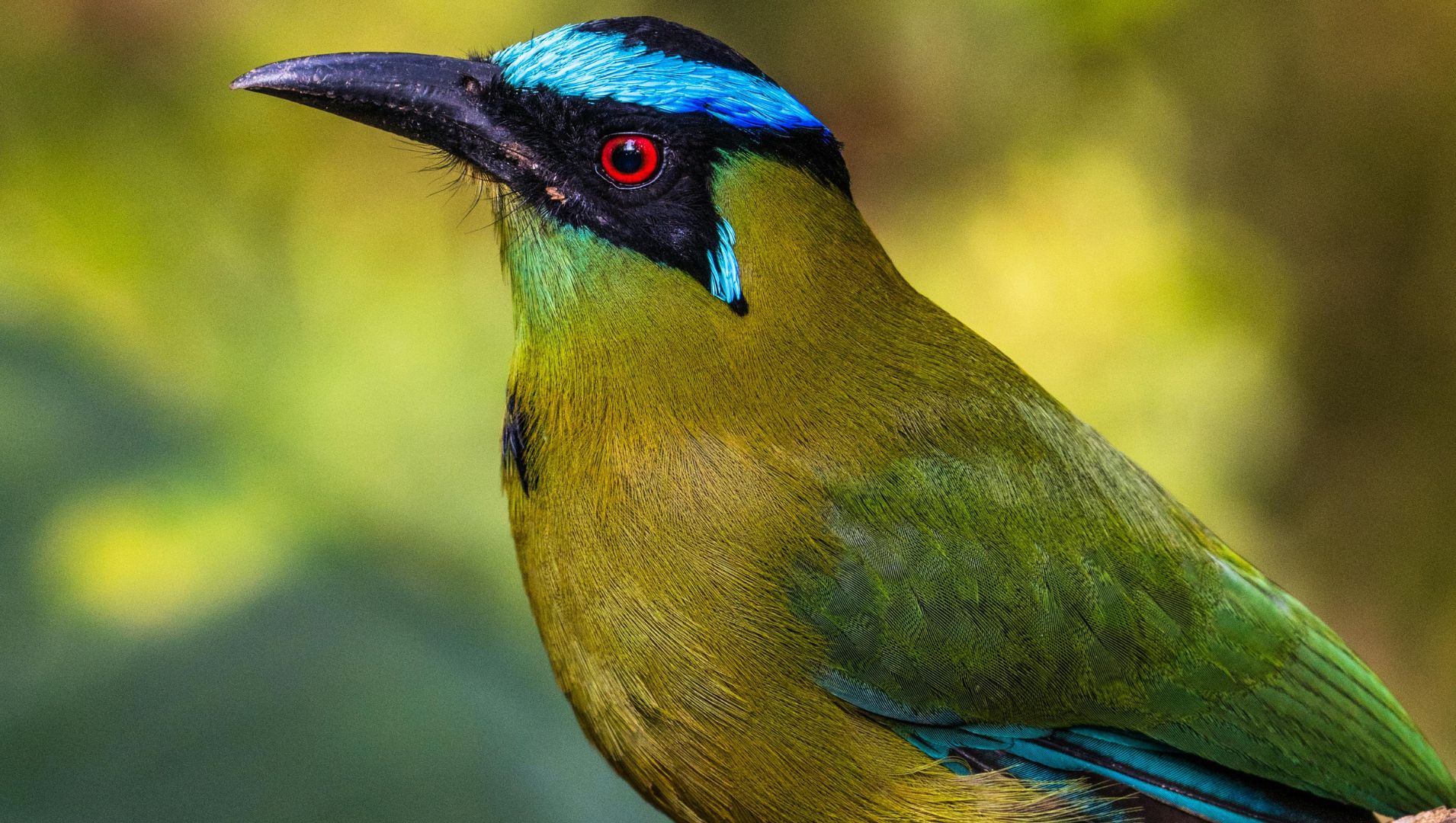 শহীদরা জান্নাতের সবুজ পাখি হয়ে যা করবেন