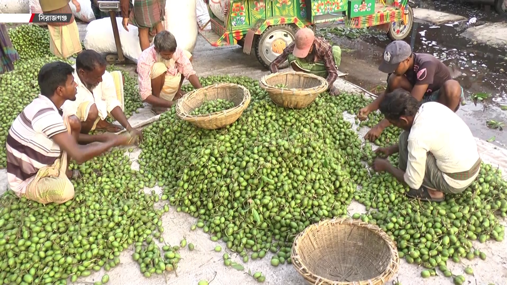 সিরাজগঞ্জে জমজমাট জলপাইয়ের হাট, বাড়ি ও রাস্তার পাশের গাছেই বদলাচ্ছে গ্রামের অর্থনীতি!