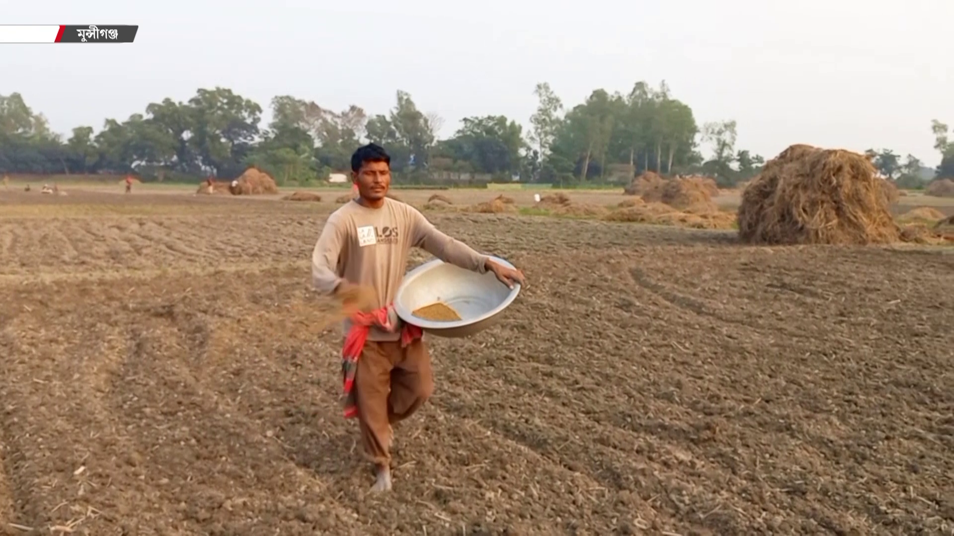 মৌসুম শুরুর আগেই কৃত্রিম সংকটে বাড়ছে সারের দাম, দুশ্চিন্তায় মুন্সীগঞ্জের আলু চাষিরা
