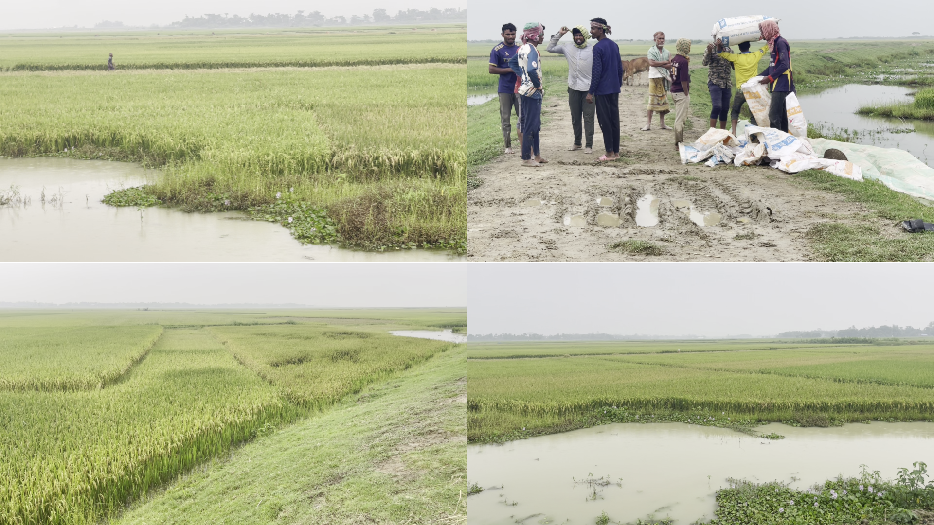 হাওরাঞ্চলে ত্রিমুখী সংকট, ধান নিয়ে চরম দুশ্চিন্তায় চাষিরা