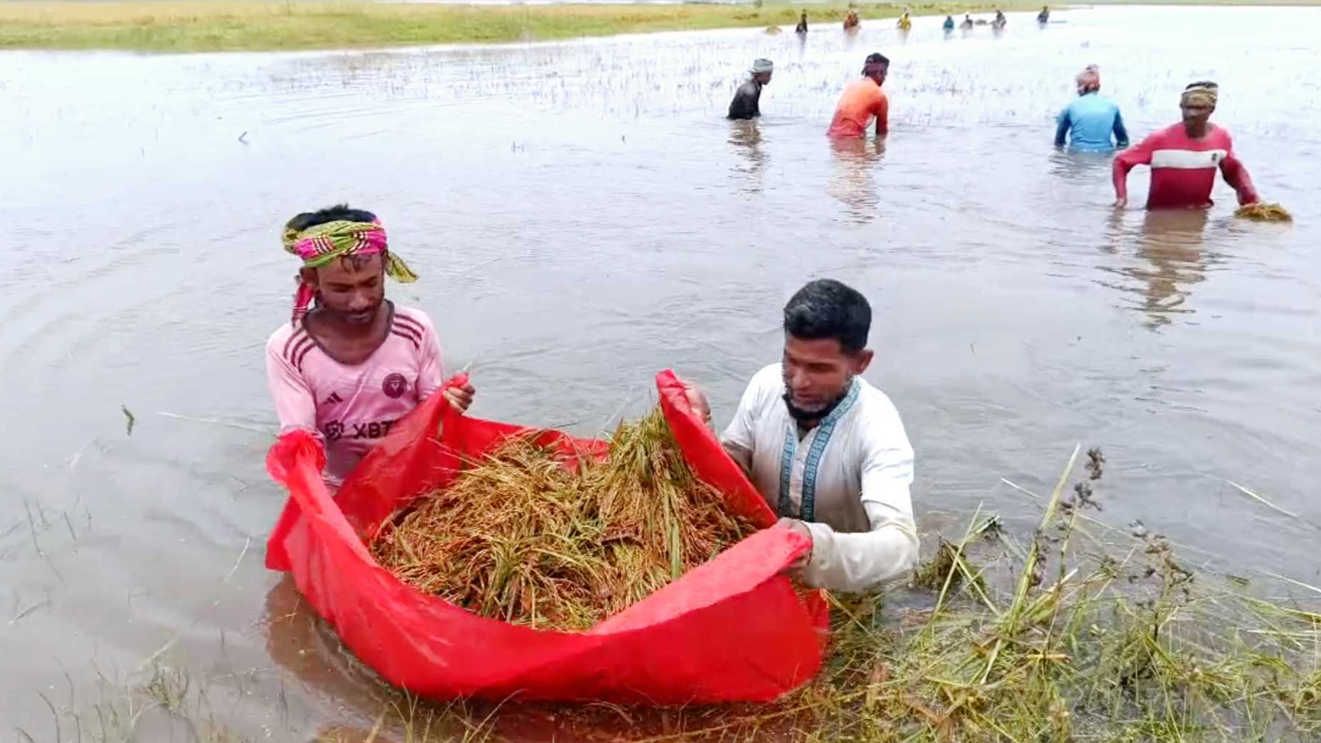 বেড়েই চলছে হাওড়ের পানি, নতুন করে তলিয়ে গেল দুশো হেক্টরের বেশি ধানের জমি