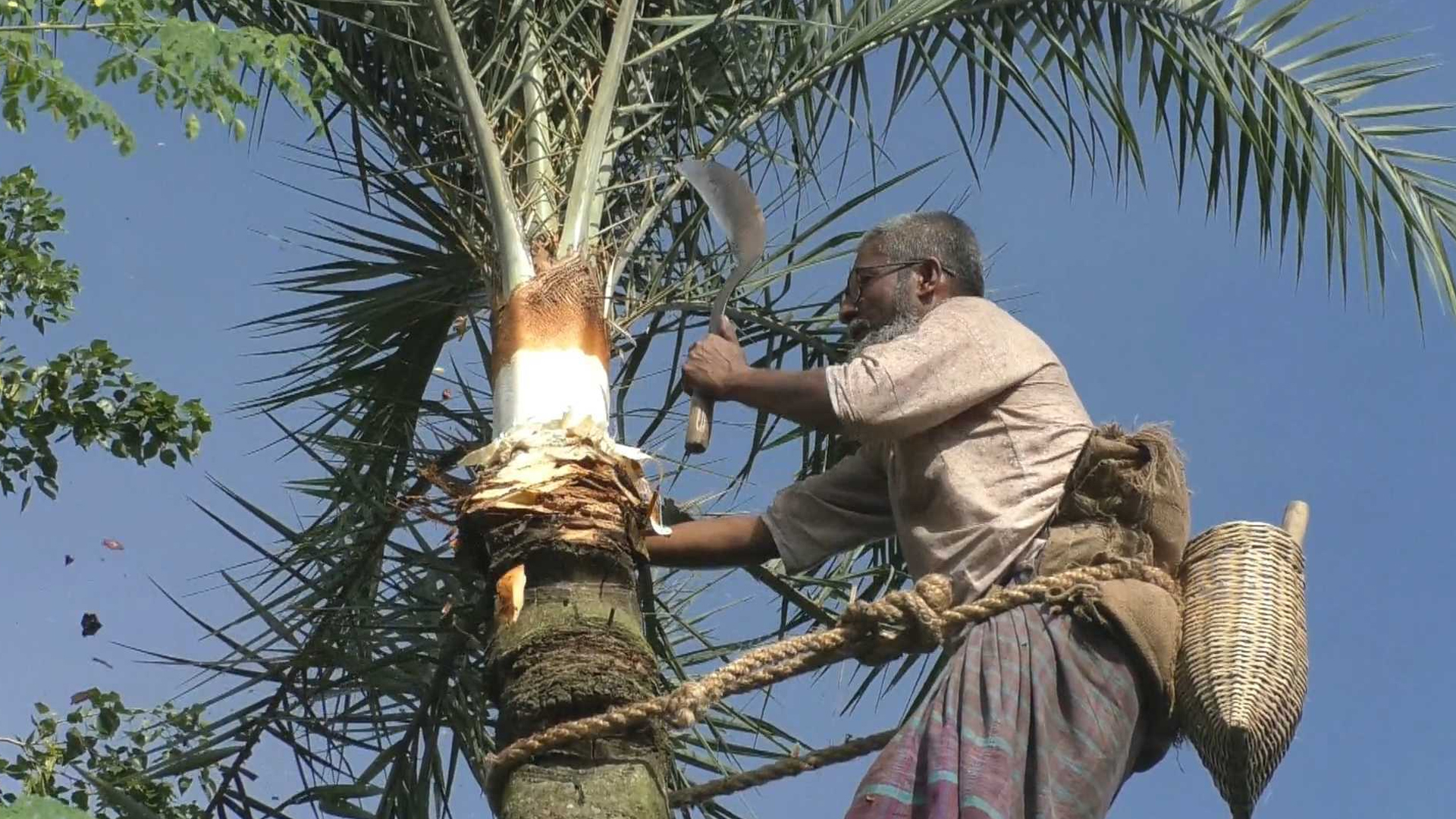যশোরে খেজুরের রস আহরণে জোর প্রস্তুতি, ১৫০ কোটি টাকার গুড় উৎপাদনের টার্গেট