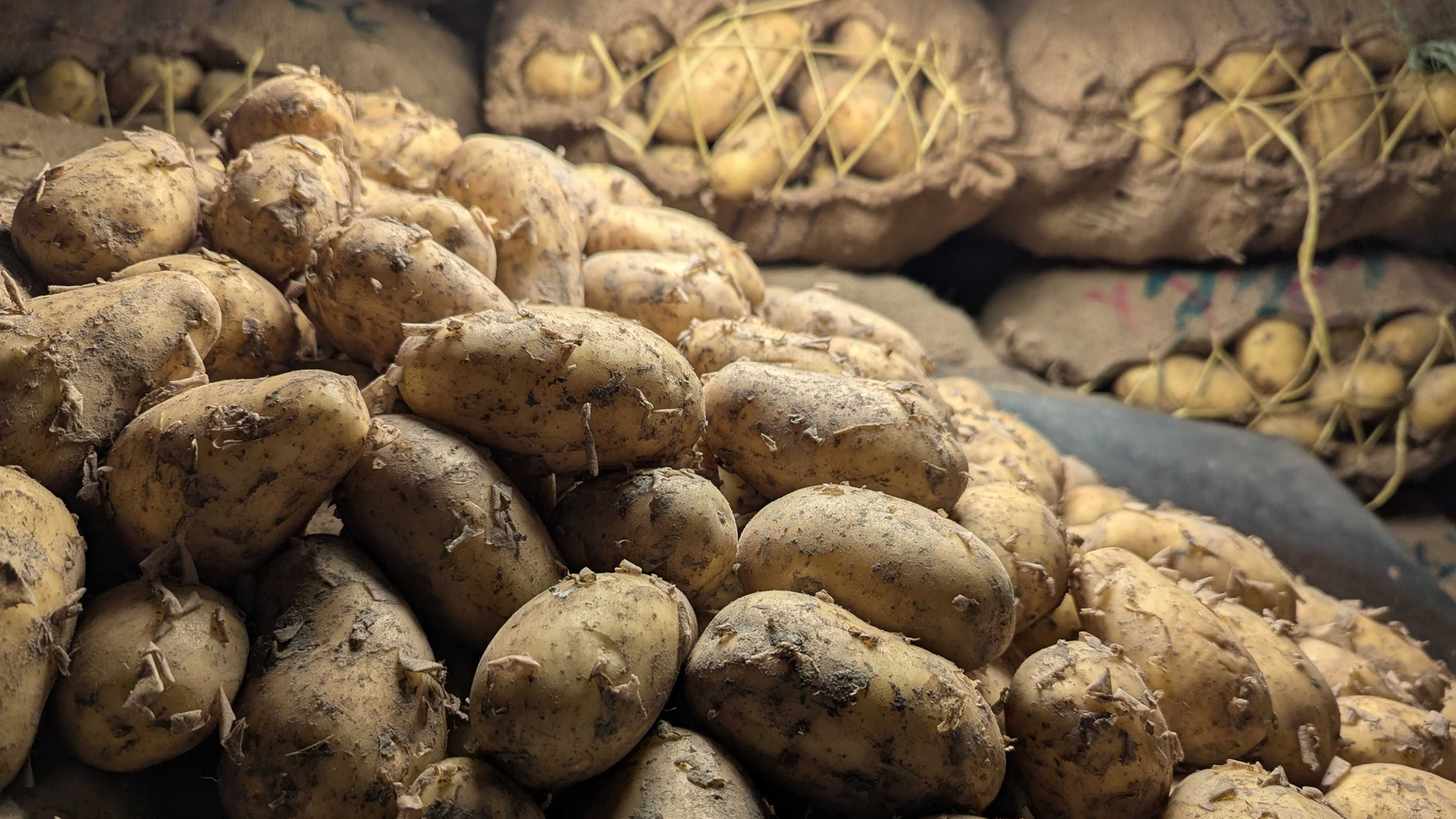 Potato prices plunge to half in a month