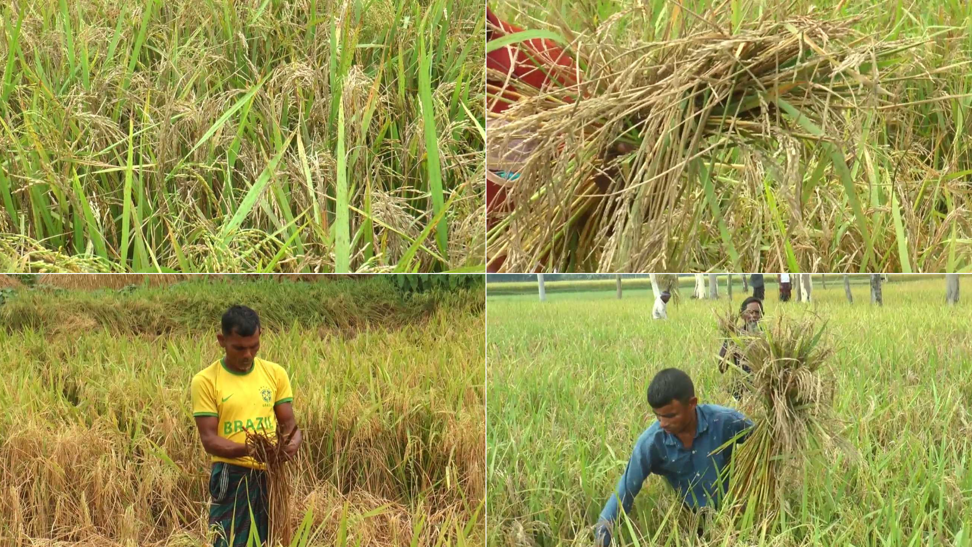 ভেজাল বীজ ও কীটনাশকে ক্ষতির মুখে গাইবান্ধার কৃষকরা