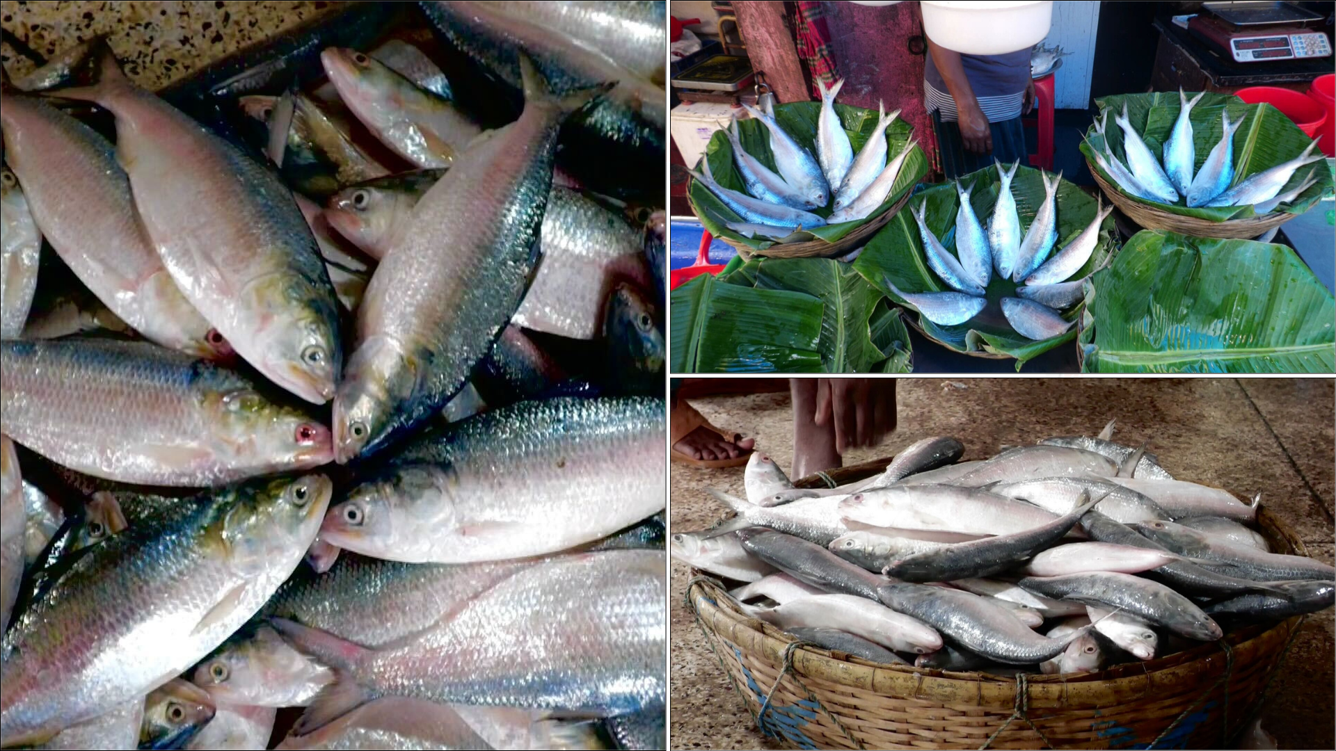 বৈশাখেও পর্যাপ্ত সরবরাহ নেই ইলিশের, নেপথ্যে কী