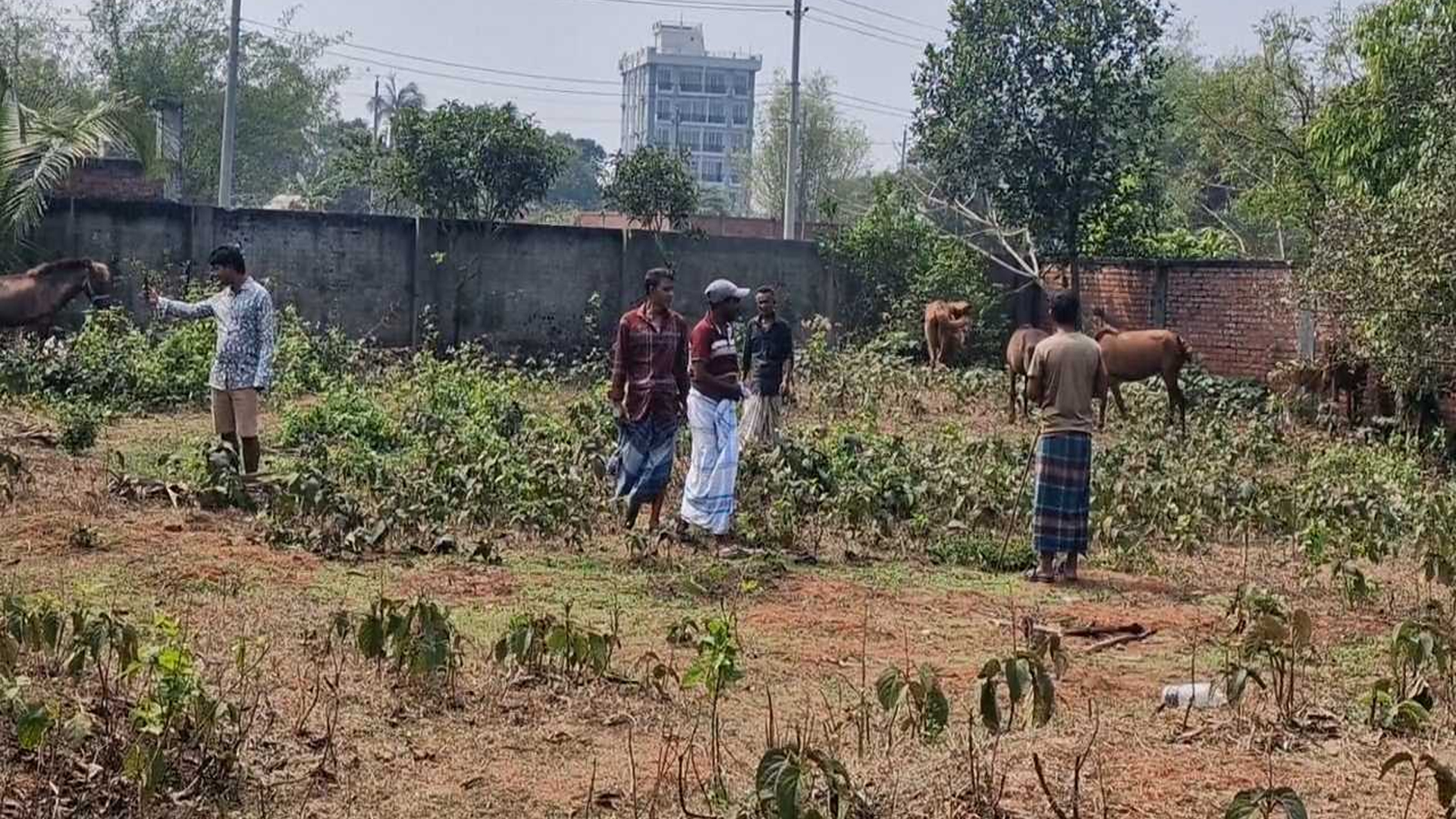 পূর্বাচলে রাতে জবাই করা ঘোড়ার মাংস দিনে গরু বলে বিক্রি, ১১ ঘোড়া উদ্ধার