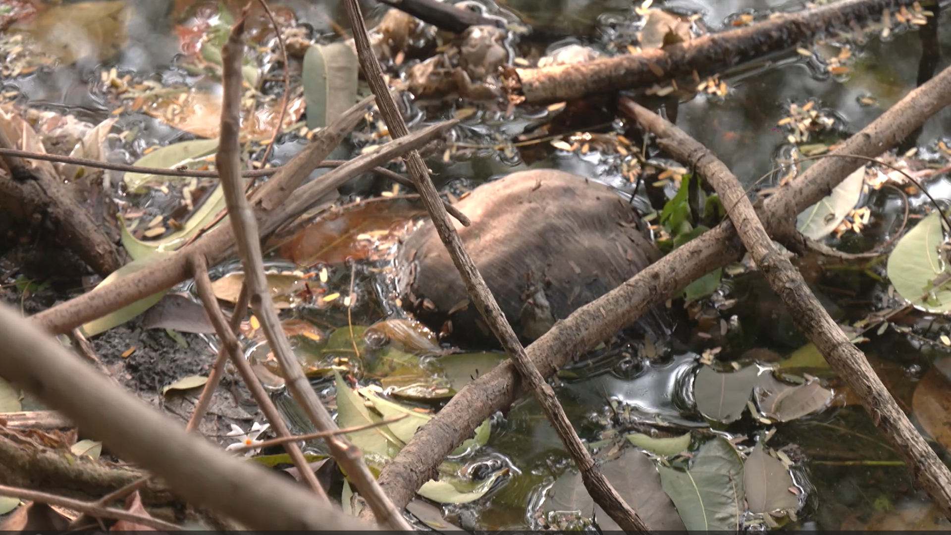 দূষণে নাকাল ধানমন্ডি লেক, হুমকিতে মাছসহ জলজ প্রাণী