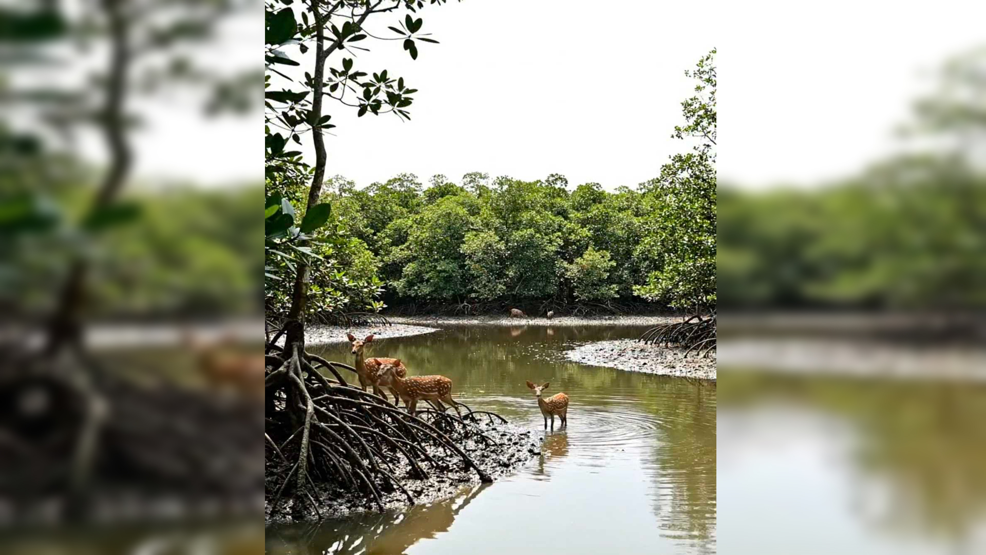 পহেলা জুন থেকে সুন্দরবনে তিন মাস প্রবেশে নিষেধাজ্ঞা