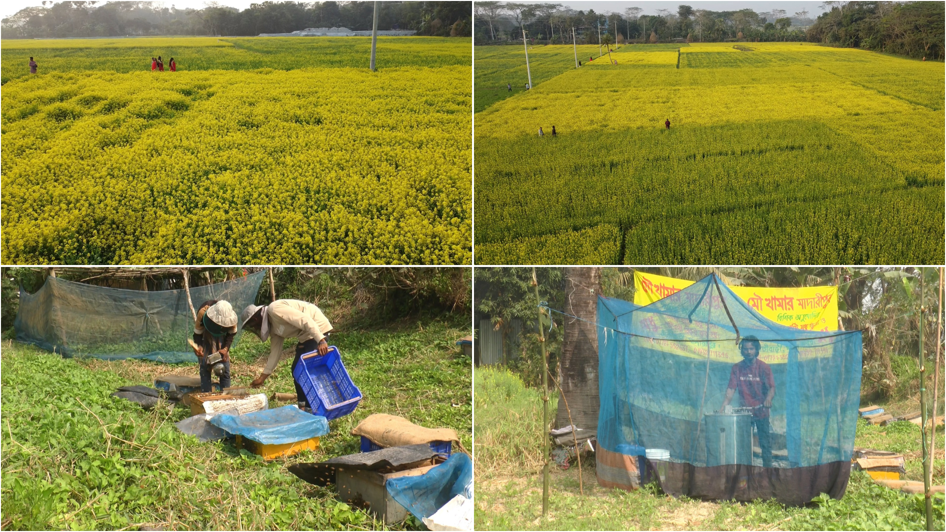 সরিষা-ধনিয়া ক্ষেত ঘিরে ভ্রাম্যমাণ মৌচাষ, ভাগ্য বদলাচ্ছে মাদারীপুরের বেকার যুবকদের