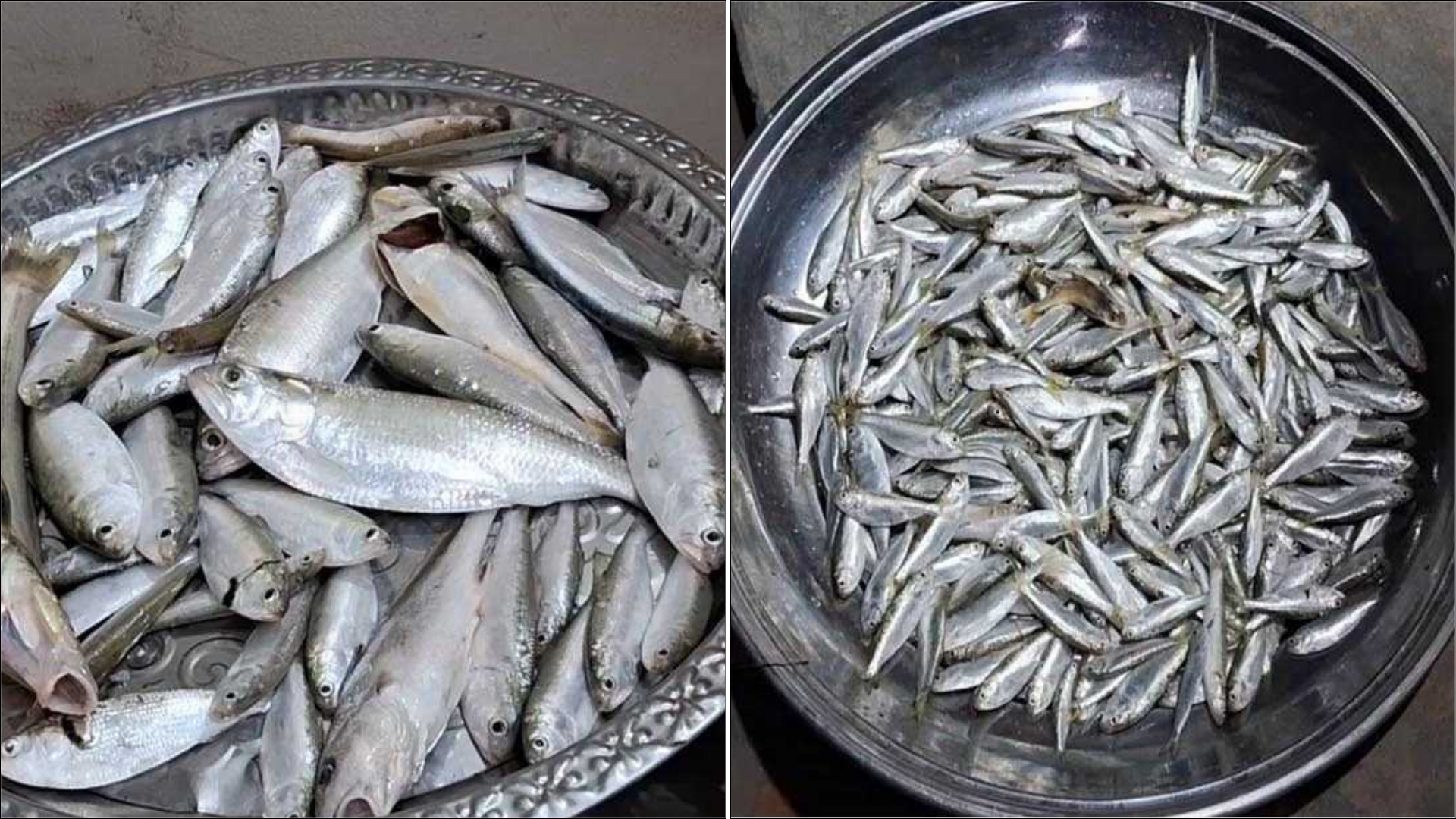 ঝালকাঠিতে অবাধে নিধন হচ্ছে মাছের পোনা