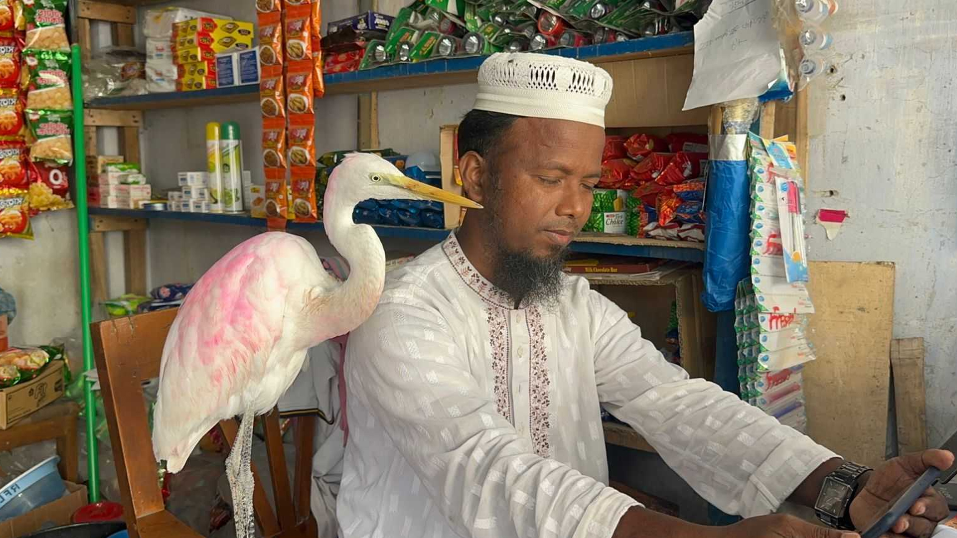 গুঁইসাপের আক্রমণ থেকে রক্ষা, আহত বকটি এখন হেমায়েতের পরিবারের সদস্য!