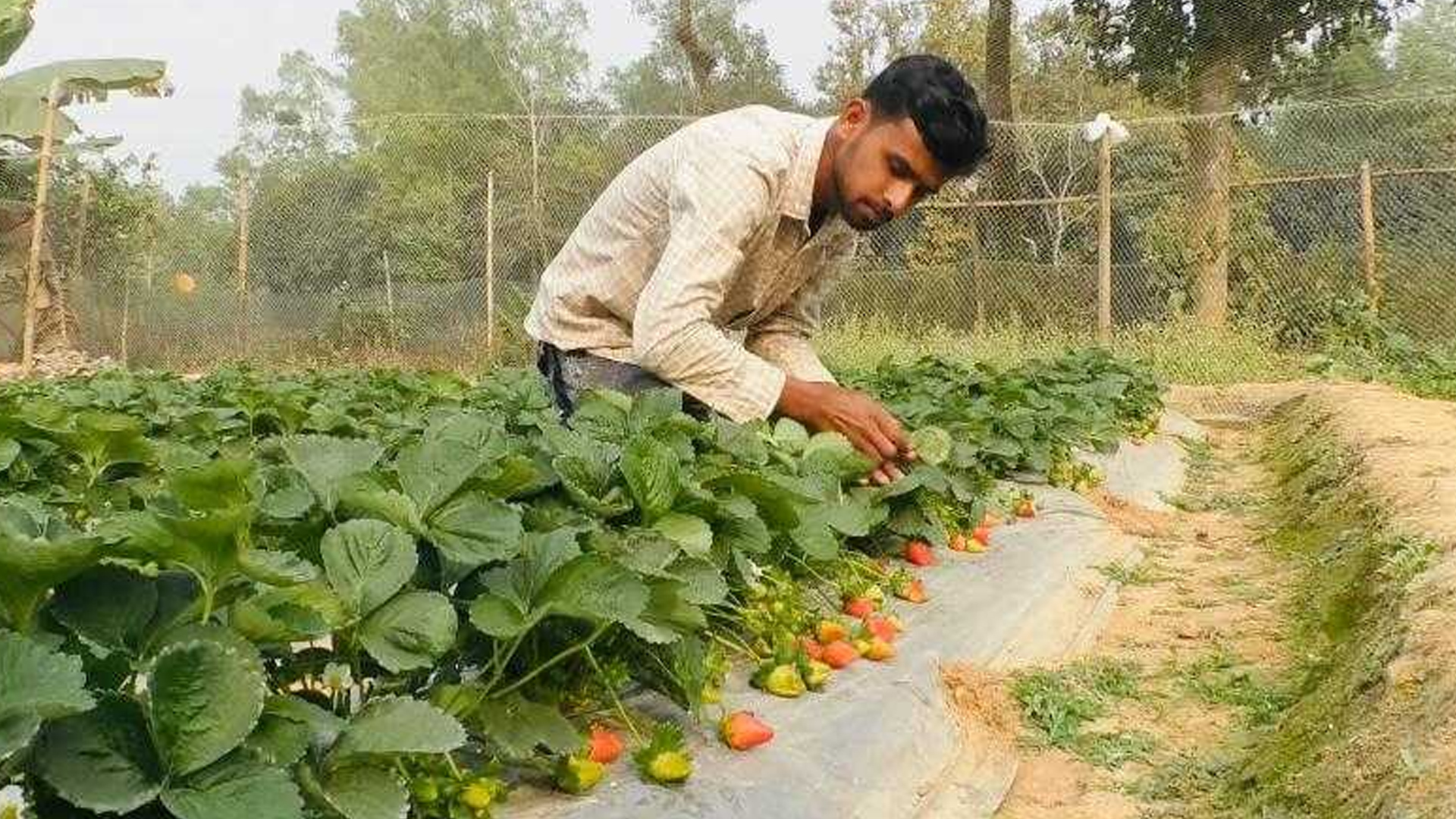 টাঙ্গাইলে স্ট্রবেরি চাষে তরুণের সাফল্য, বছরে ১০ লাখ টাকার লাভের আশা