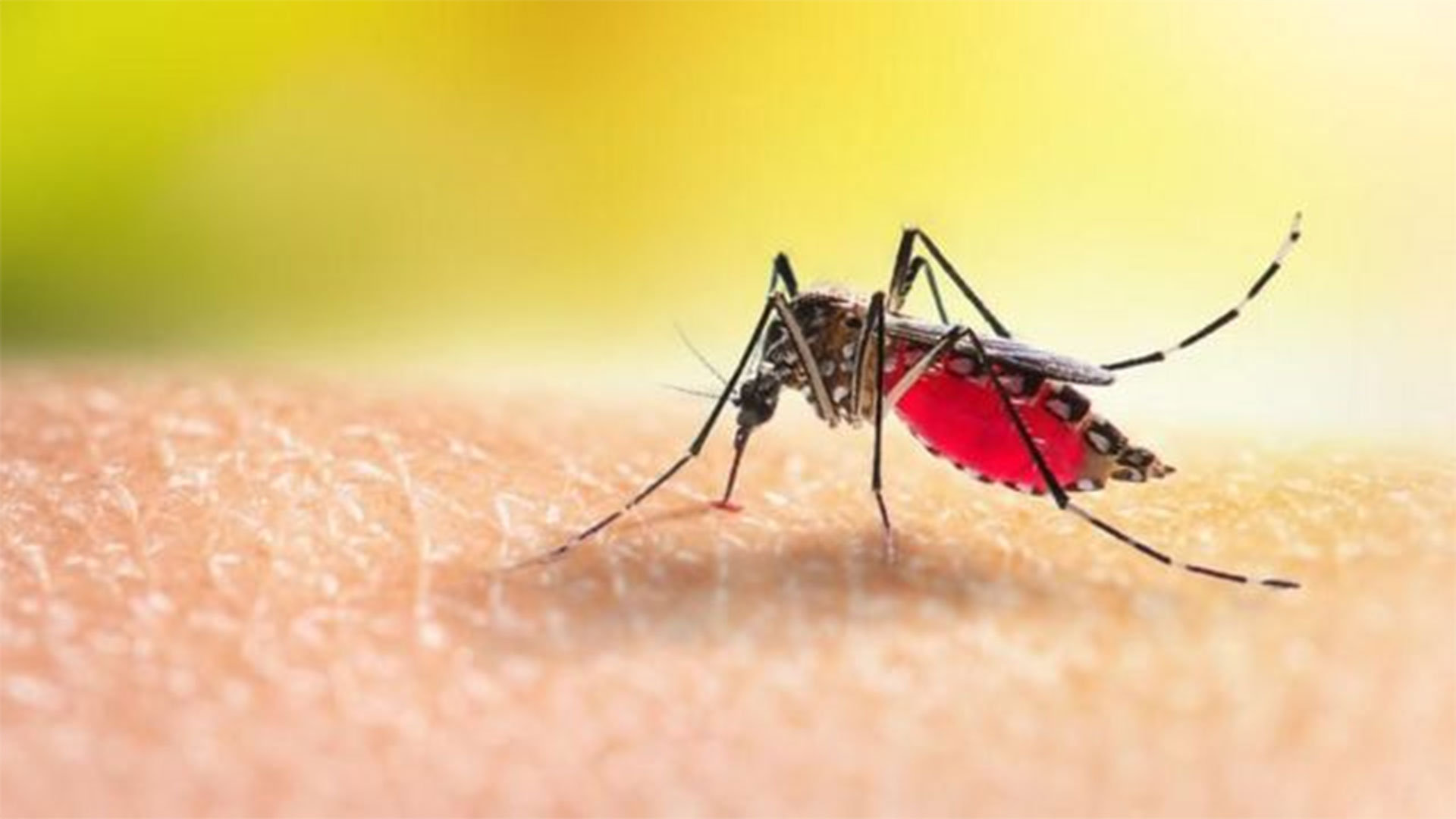 বরগুনায় ডেঙ্গুতে আরও ৭৬ জন আক্রান্ত